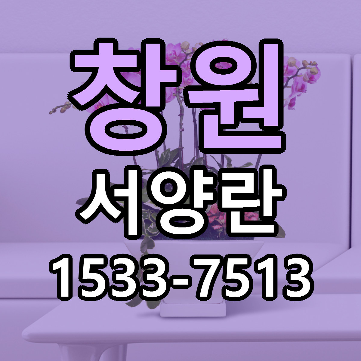 창원 서양란 당일배송 리본문구 싼곳 찾기