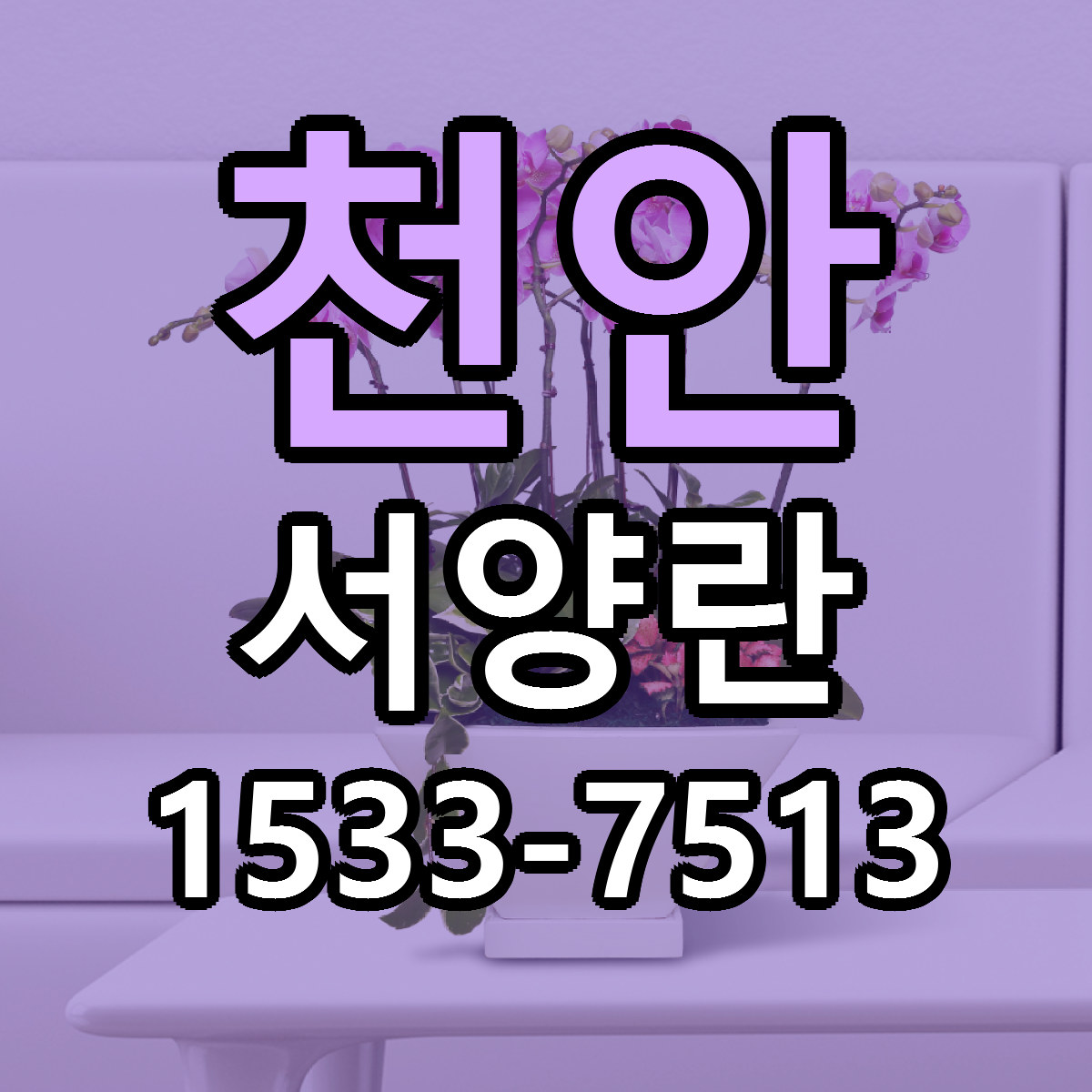 천안 서양란 싼곳 빠른배송 리본문구 무료