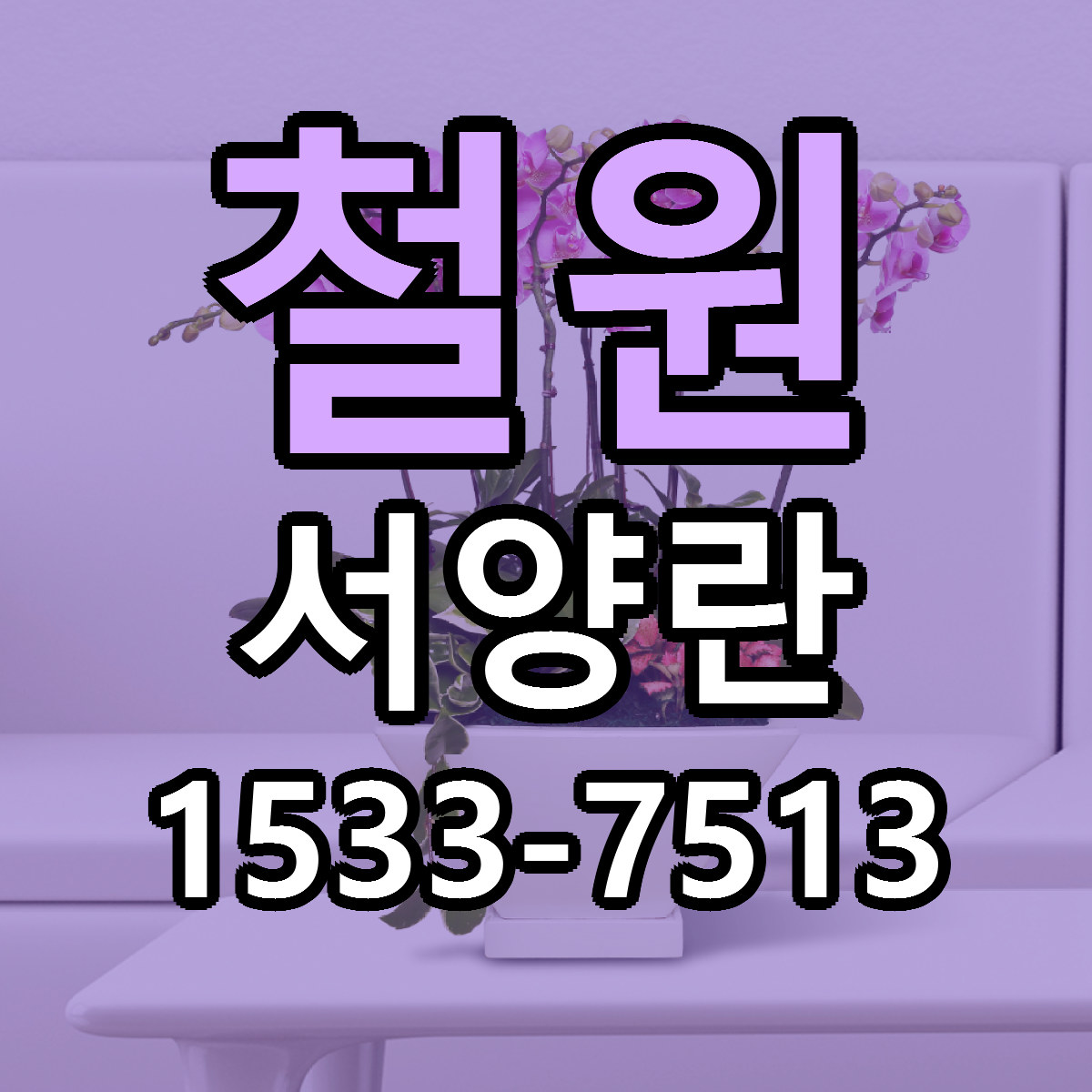 철원 서양란 근처꽃집 저렴한곳 빠른배송 서비스