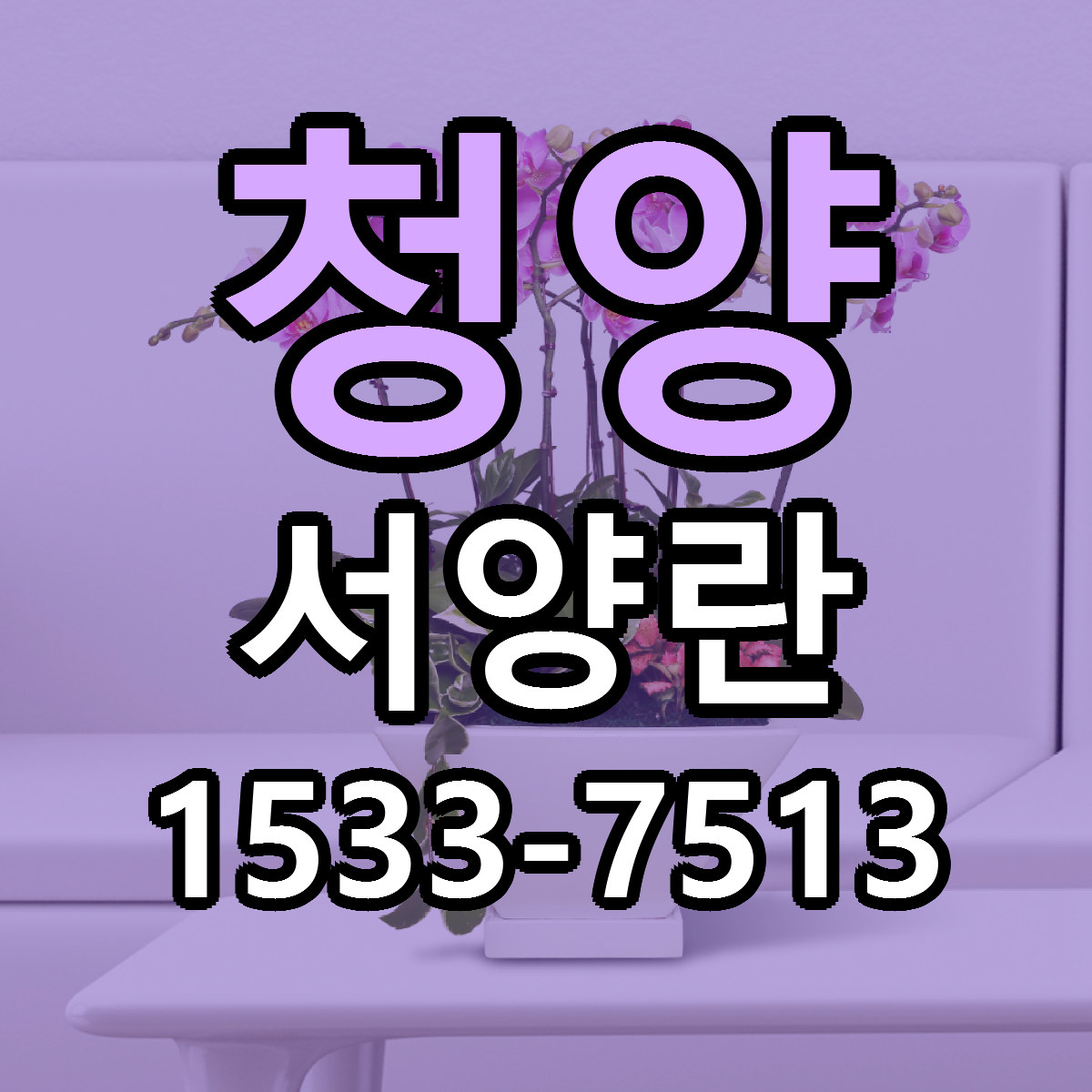 청양 서양란 싼곳 빠른배송 리본문구 무료