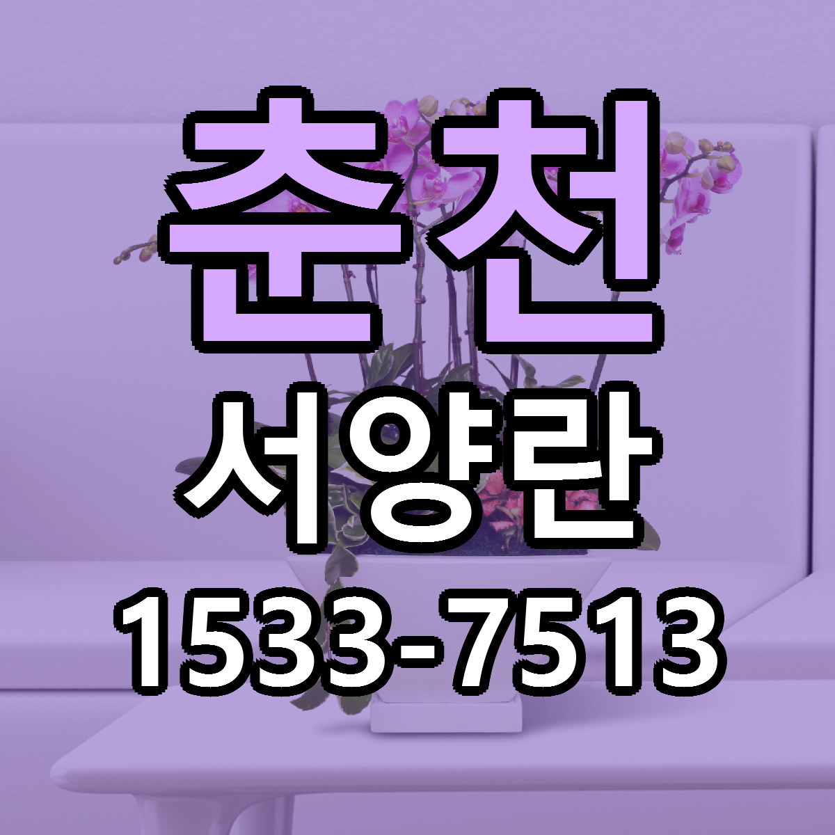 춘천 서양란 빠른배송 저렴한곳 가격 정리