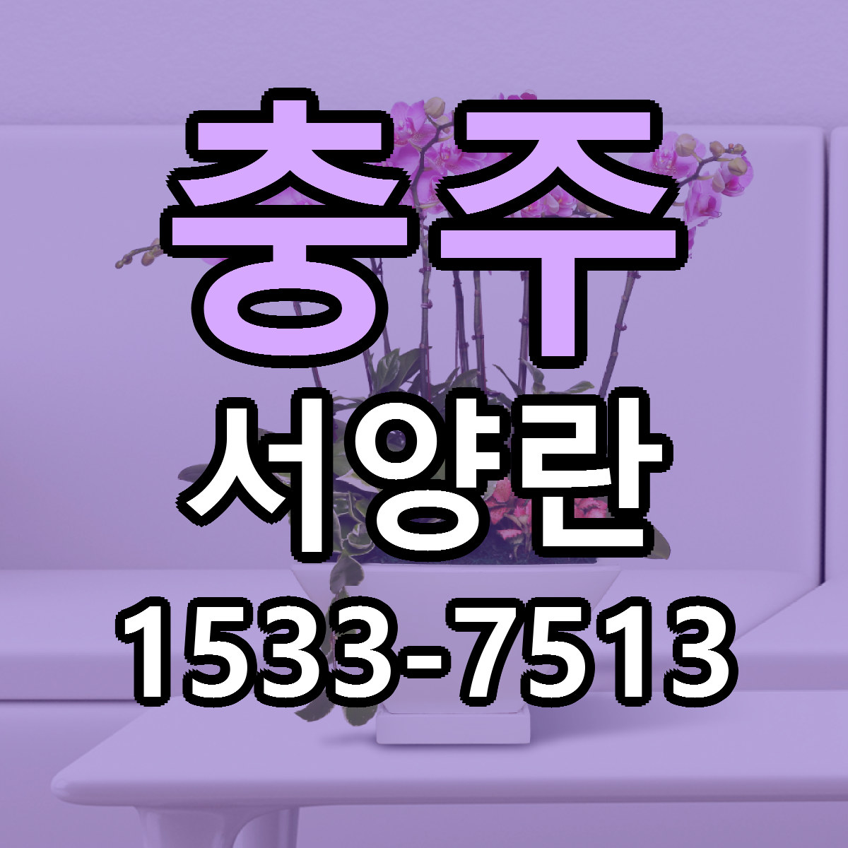 충주 서양란 싼곳 당일배송 빠른배송 추천