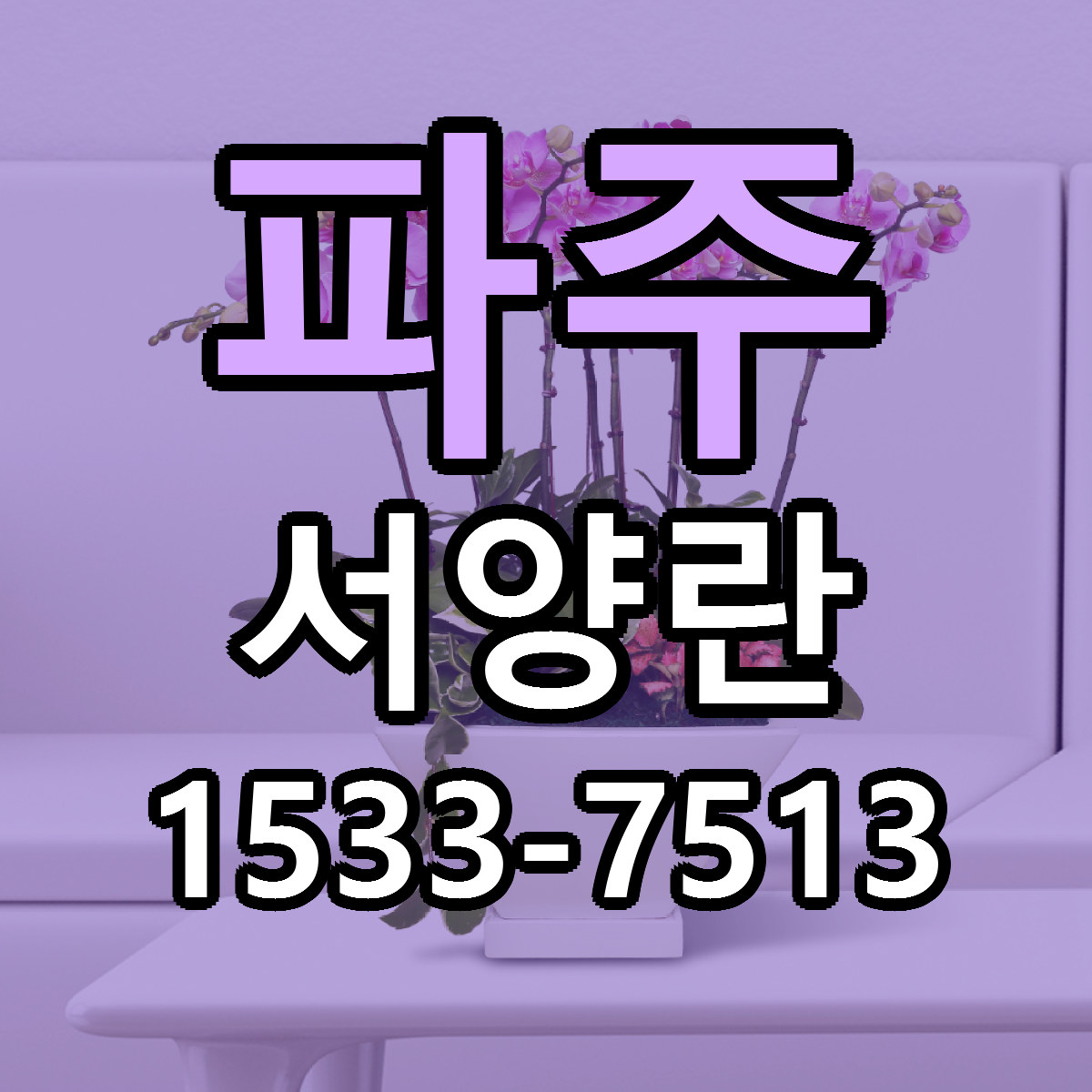 파주 서양란 근처꽃집 가격 저렴한곳 안내