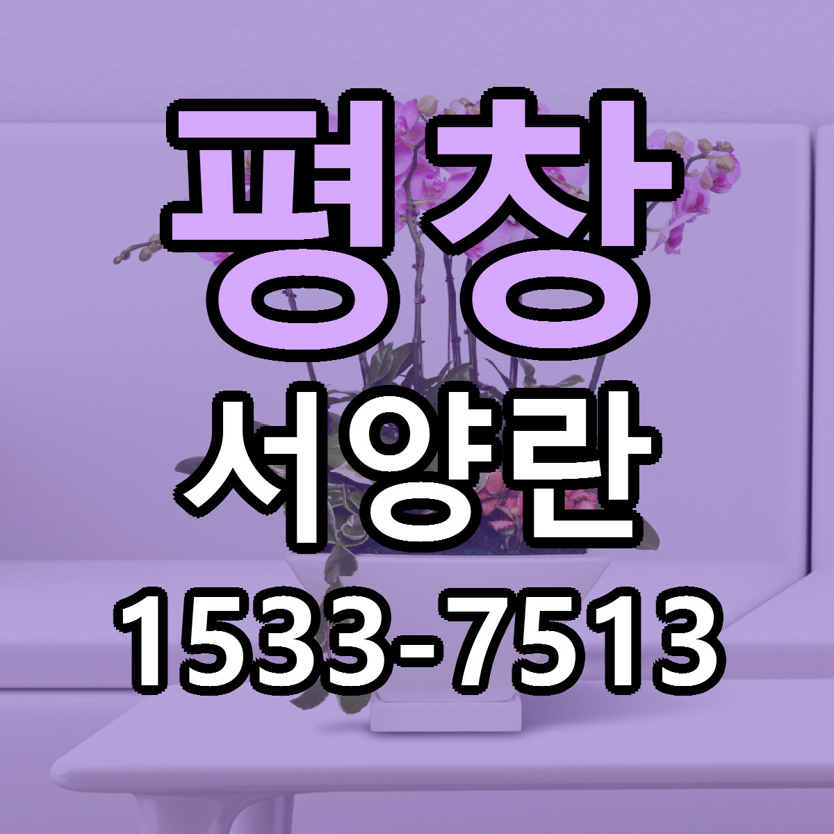 평창 서양란 근처꽃집 싼곳 빠른배송 안내