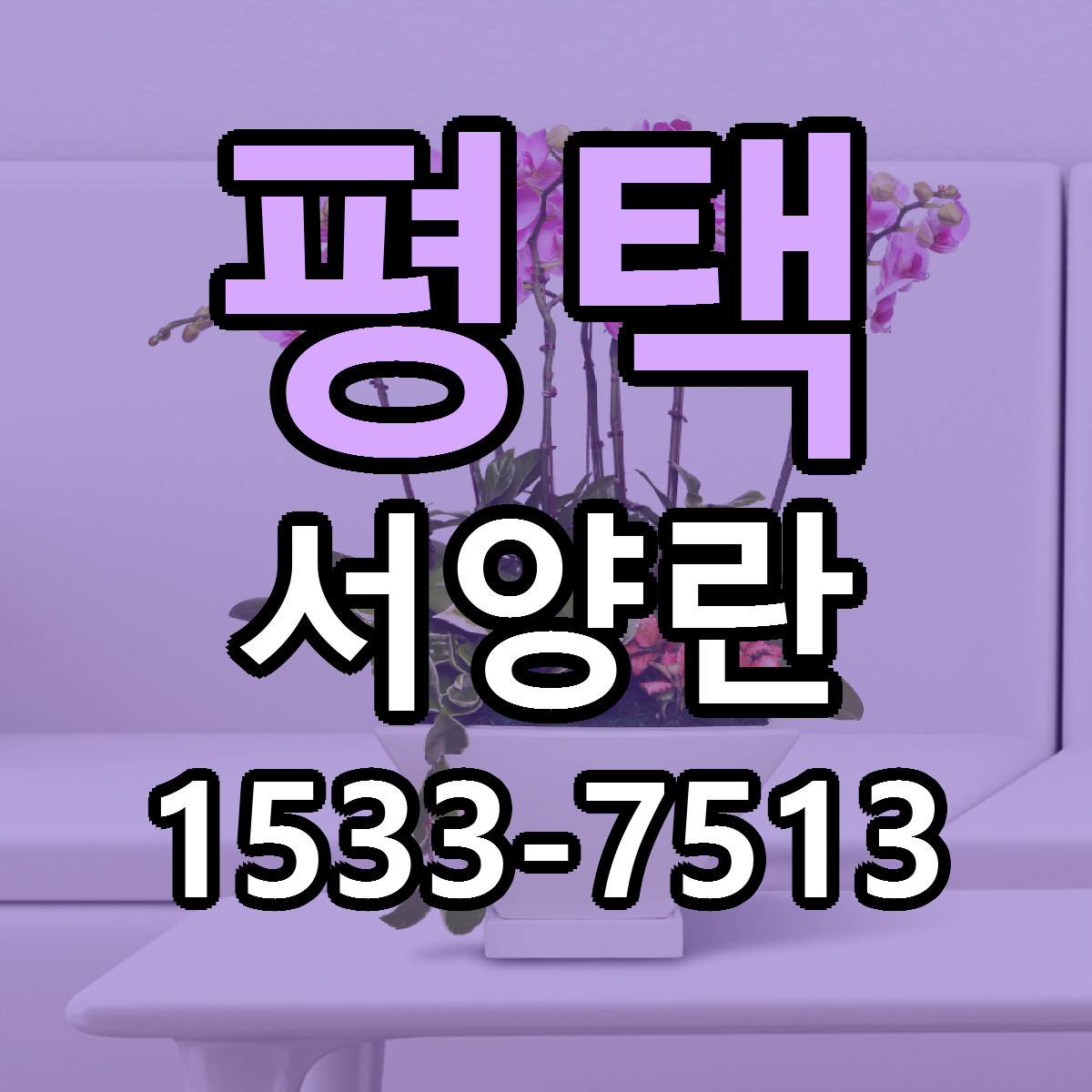 평택 서양란 근처꽃집 가격 저렴한곳 안내