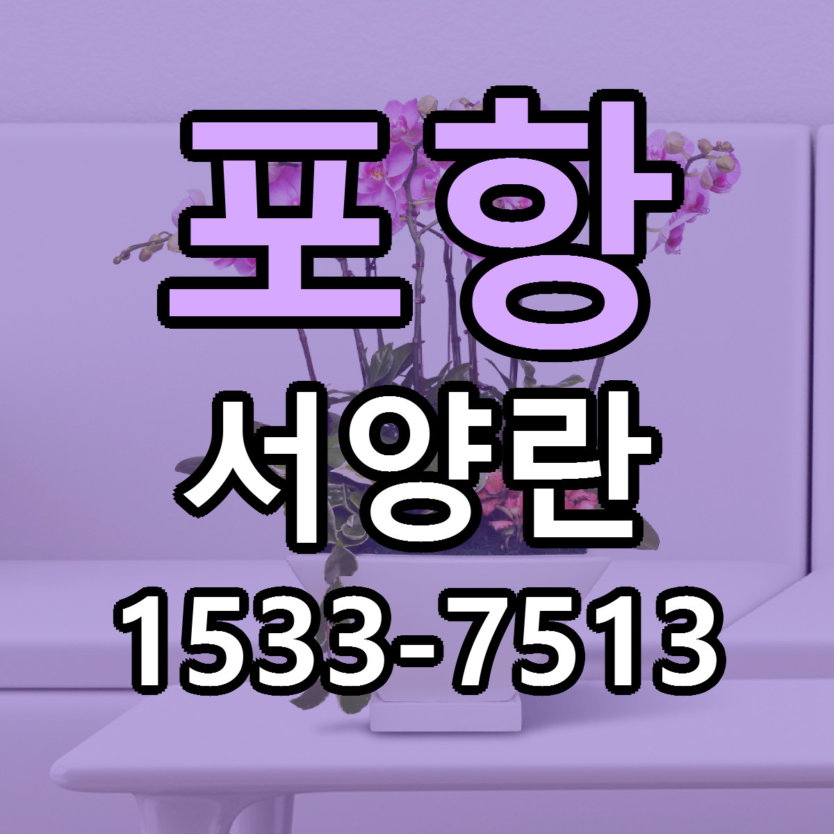 포항 서양란 당일배송 빠른배송 싼곳 찾기