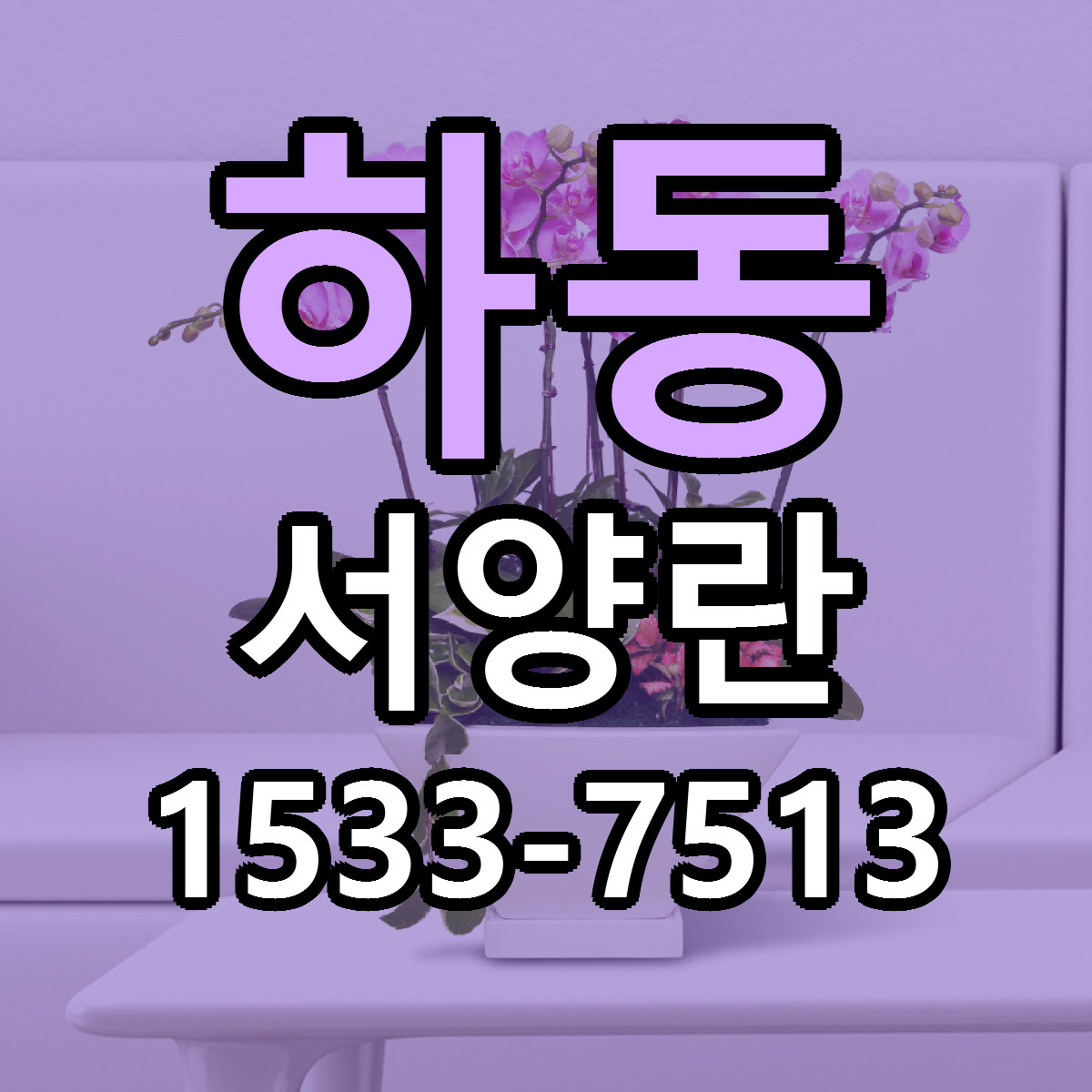 하동 서양란 가격 착한 싼곳 당일배송 안내