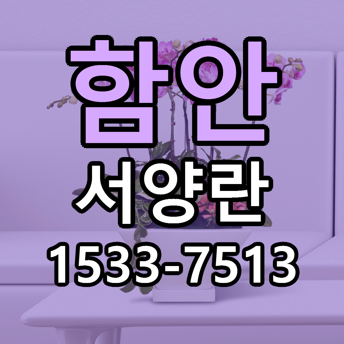 함안 서양란 근처꽃집 가격 저렴한곳 안내