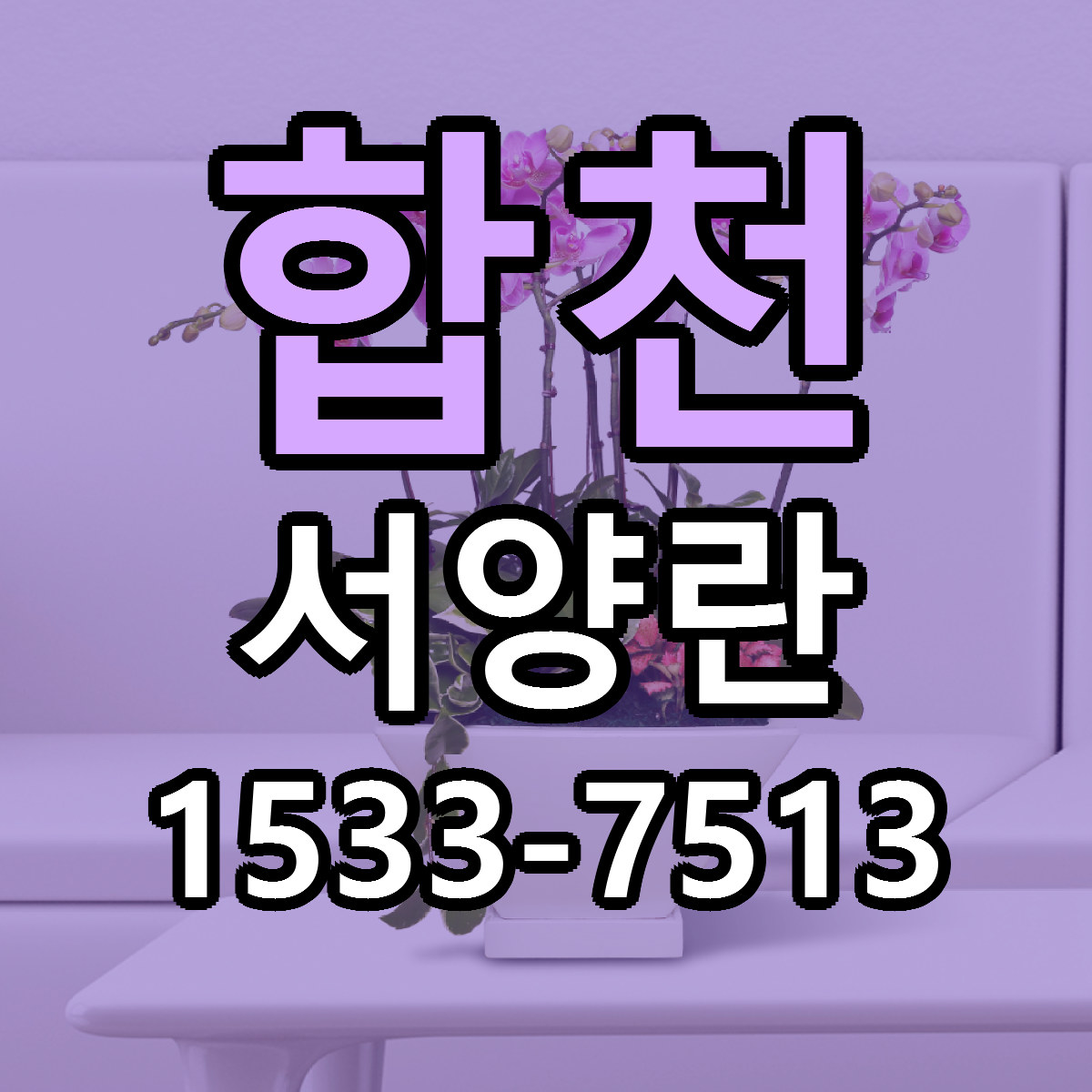 합천 서양란 당일배송 가격 저렴한곳 추천