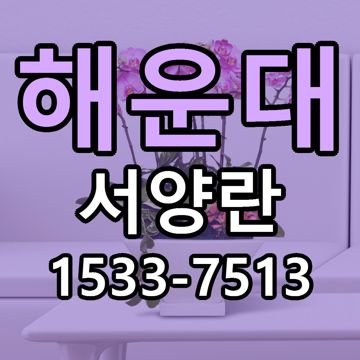 해운대 서양란 빠른배송 저렴한곳 가격 정리