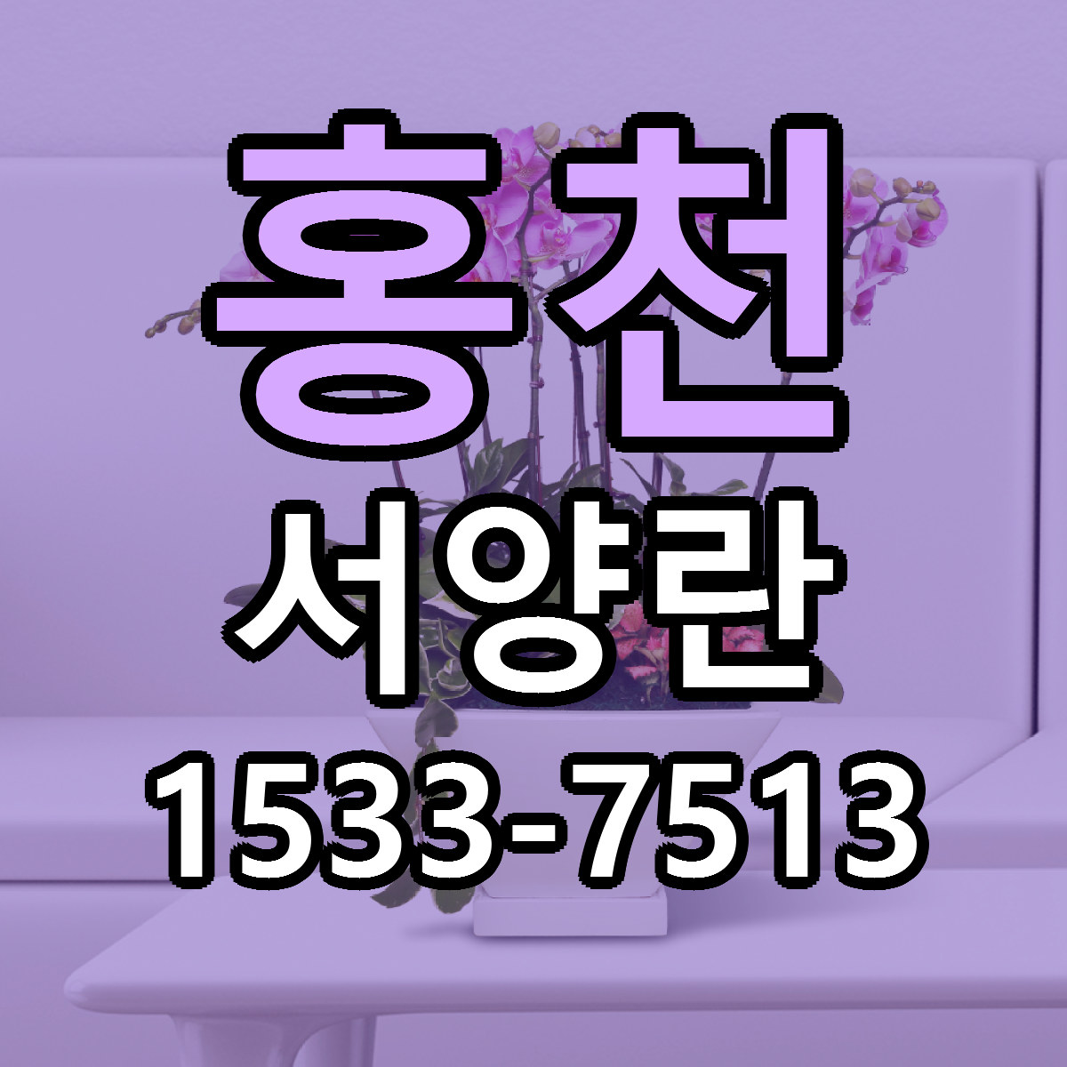 홍천 서양란 근처꽃집 당일배송 싼곳 추천
