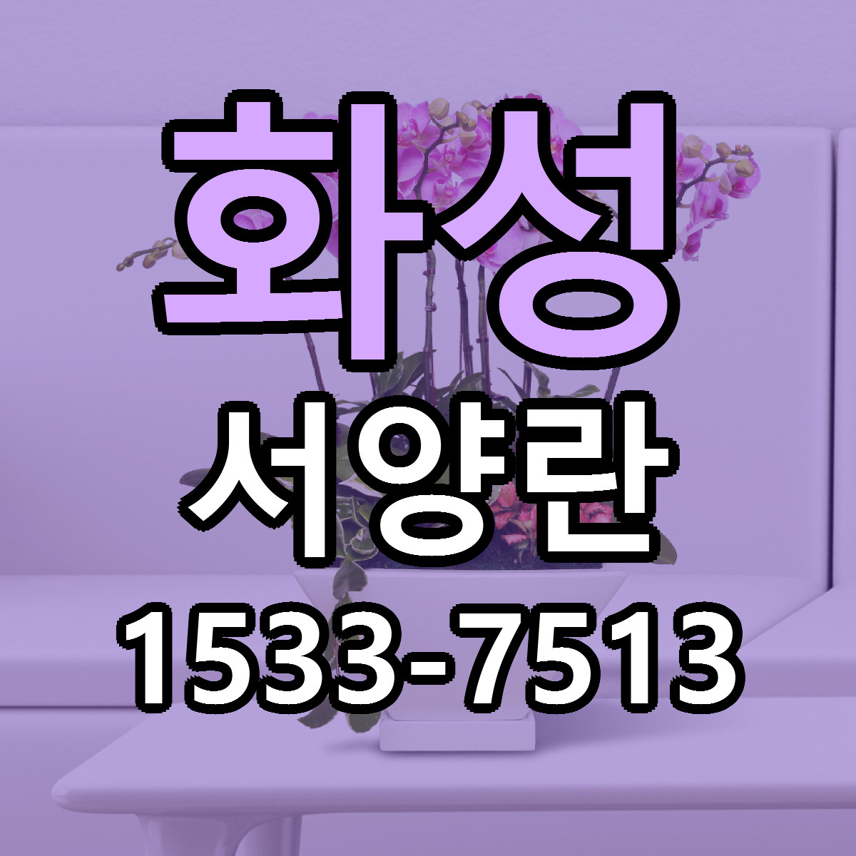 화성 서양란 당일배송 리본문구 빠른배송 서비스