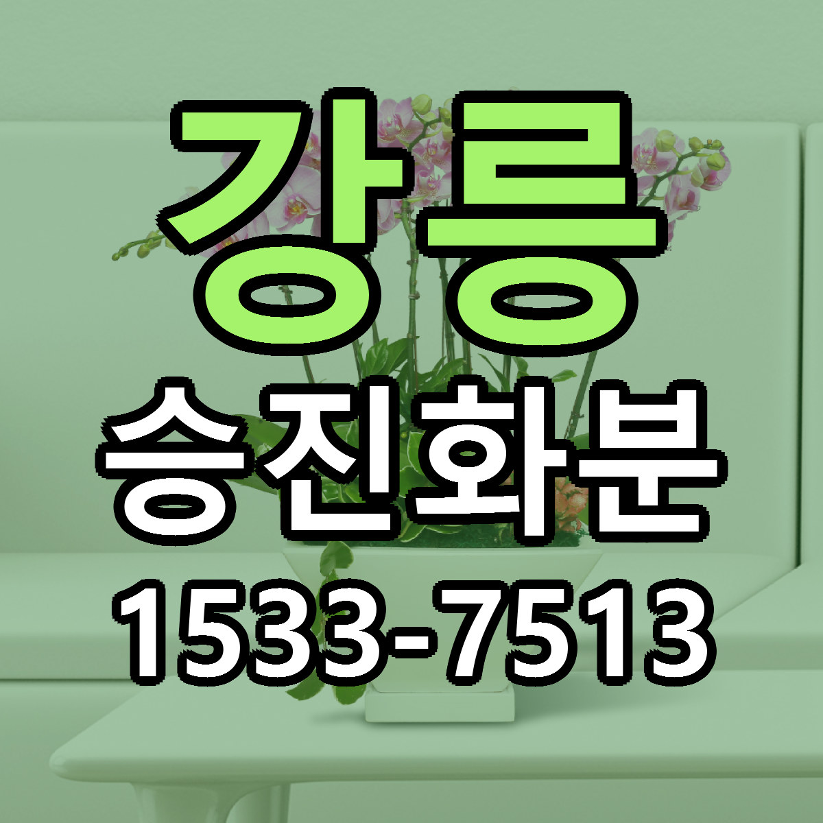 강릉 승진화분 빠른배송 근처꽃집 가격 비교