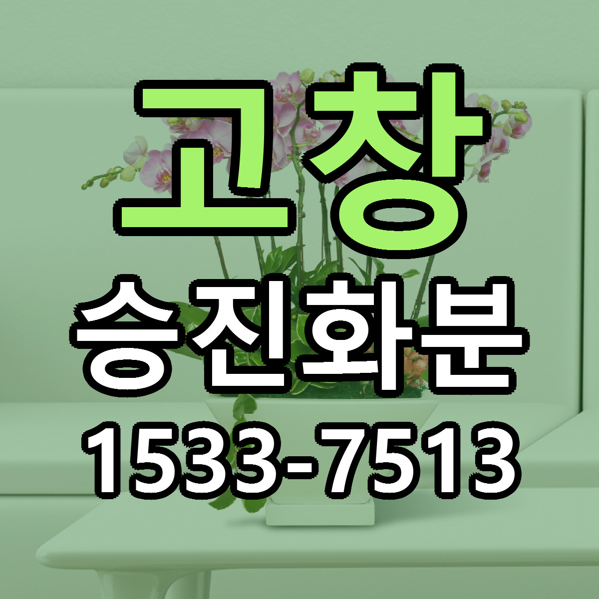 고창 승진화분 당일배송 가격 저렴한곳 추천