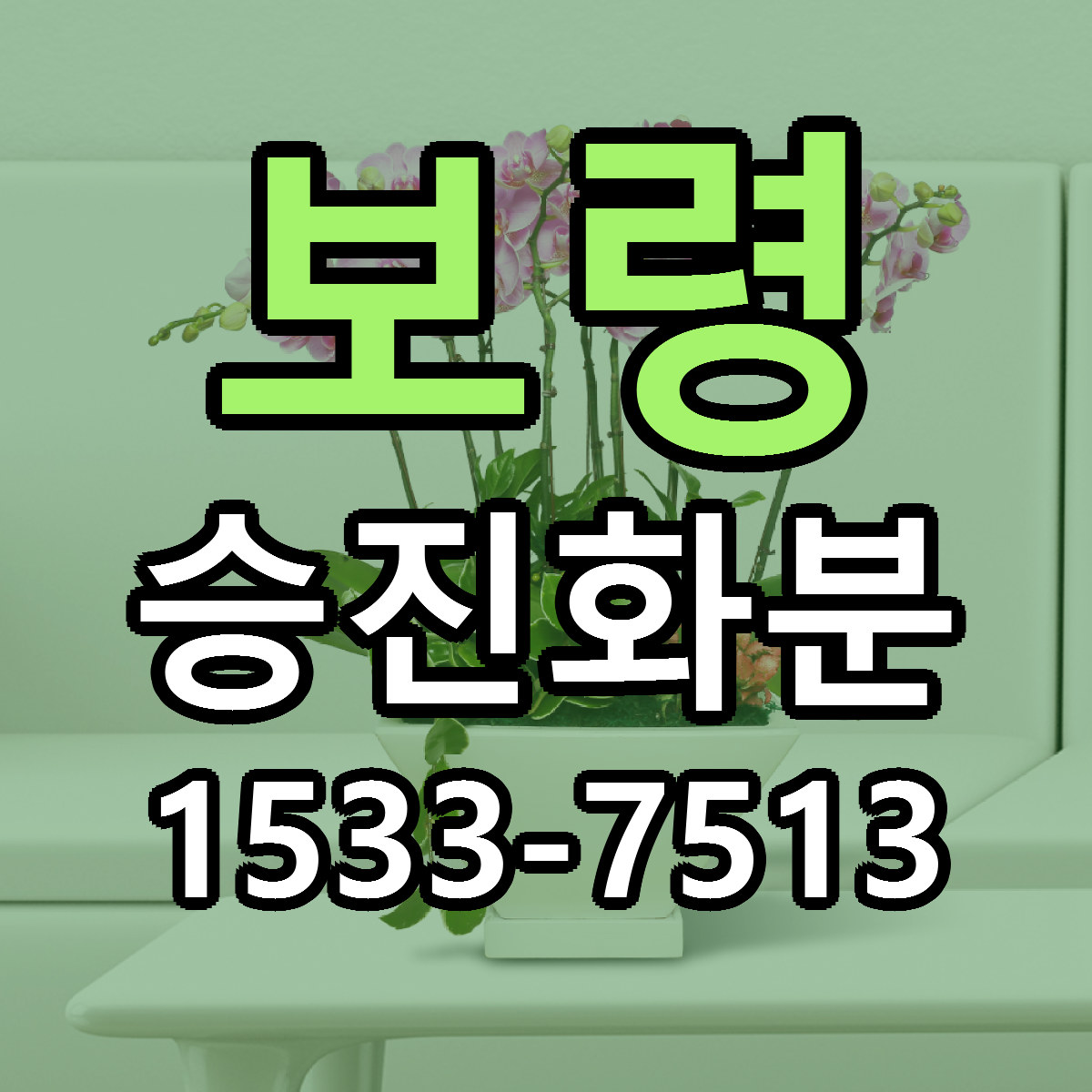 보령 승진화분 당일배송 빠른배송 싼곳 찾기