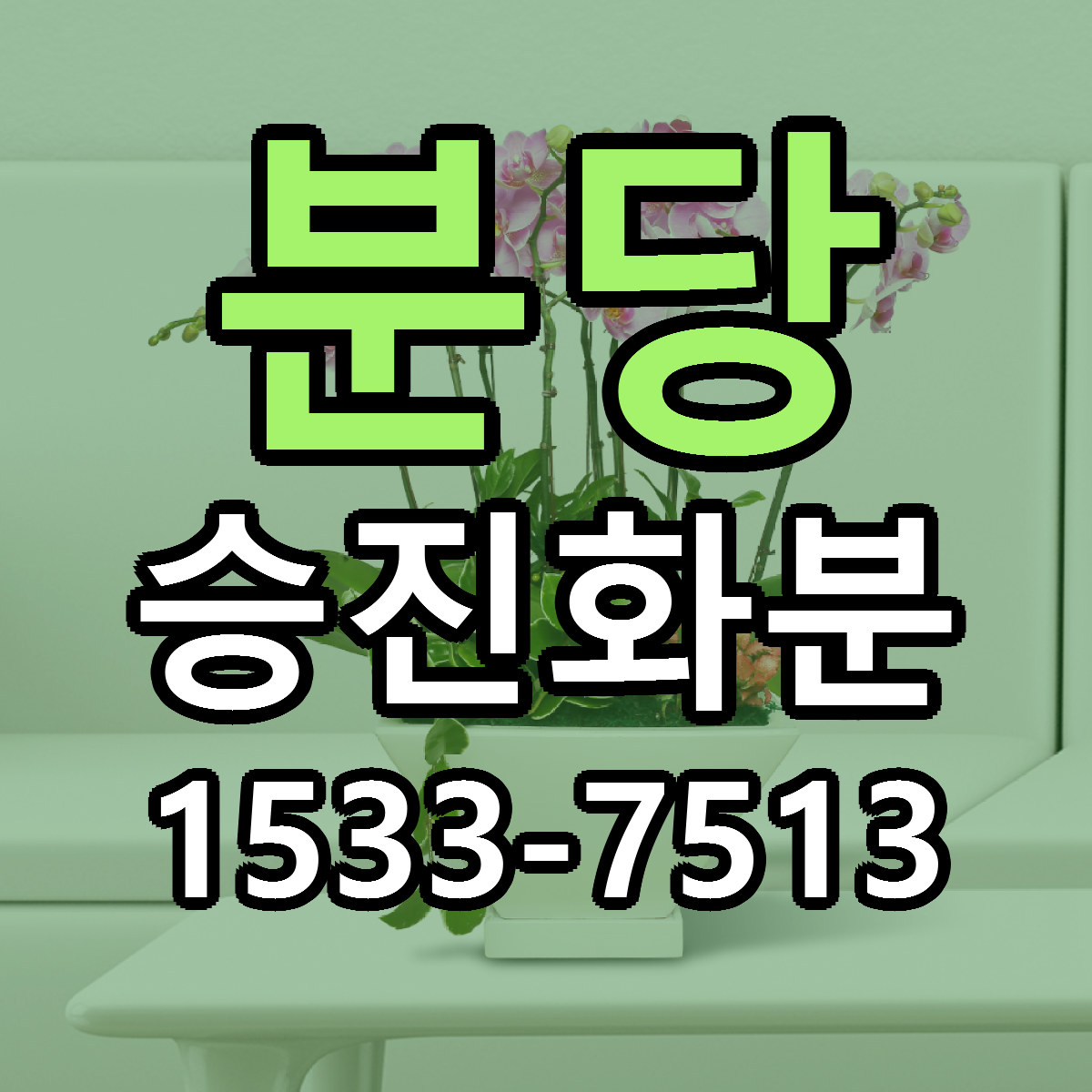 분당 승진화분 당일배송 가격 저렴한곳 추천