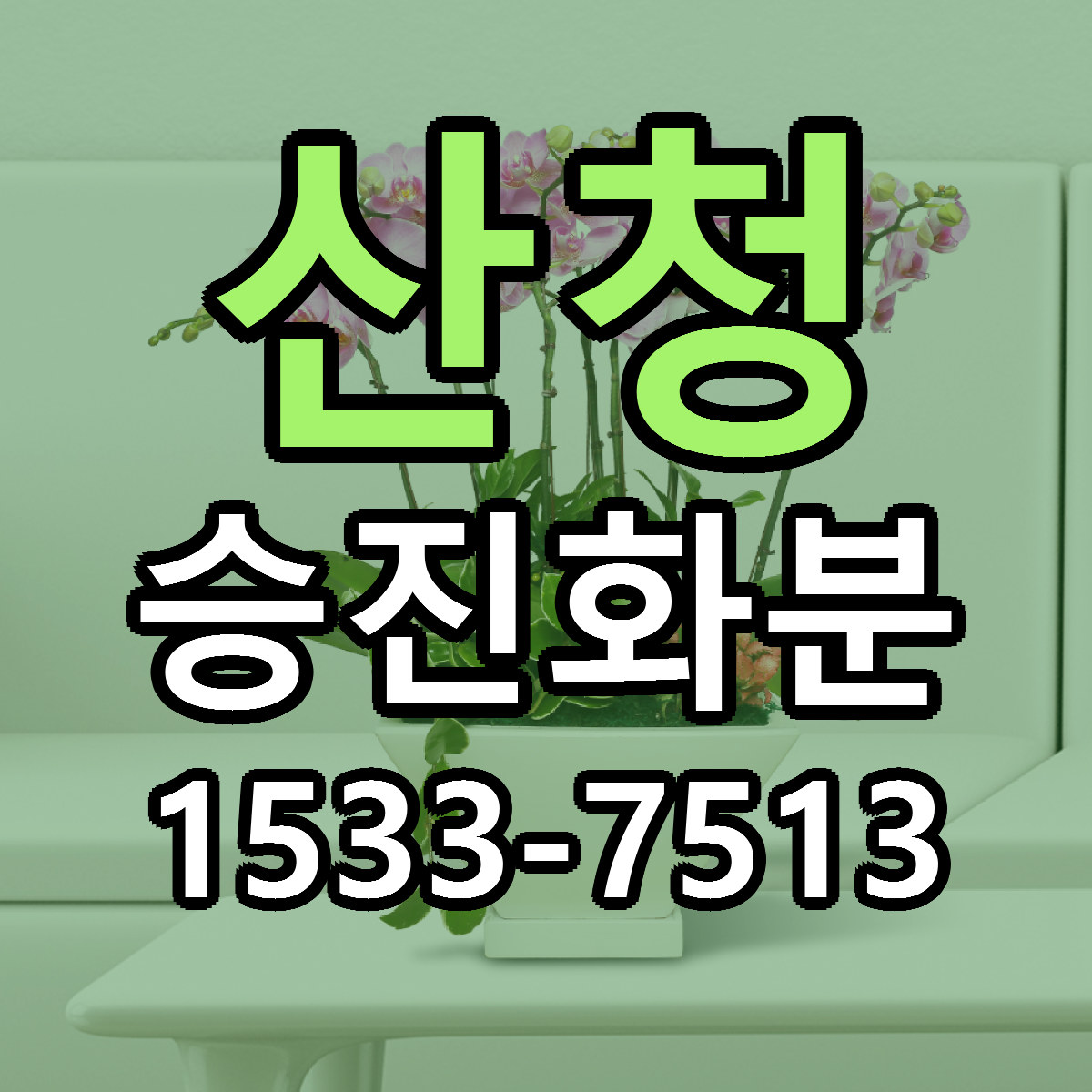 산청 승진화분 당일배송 저렴한곳 리본문구 추천