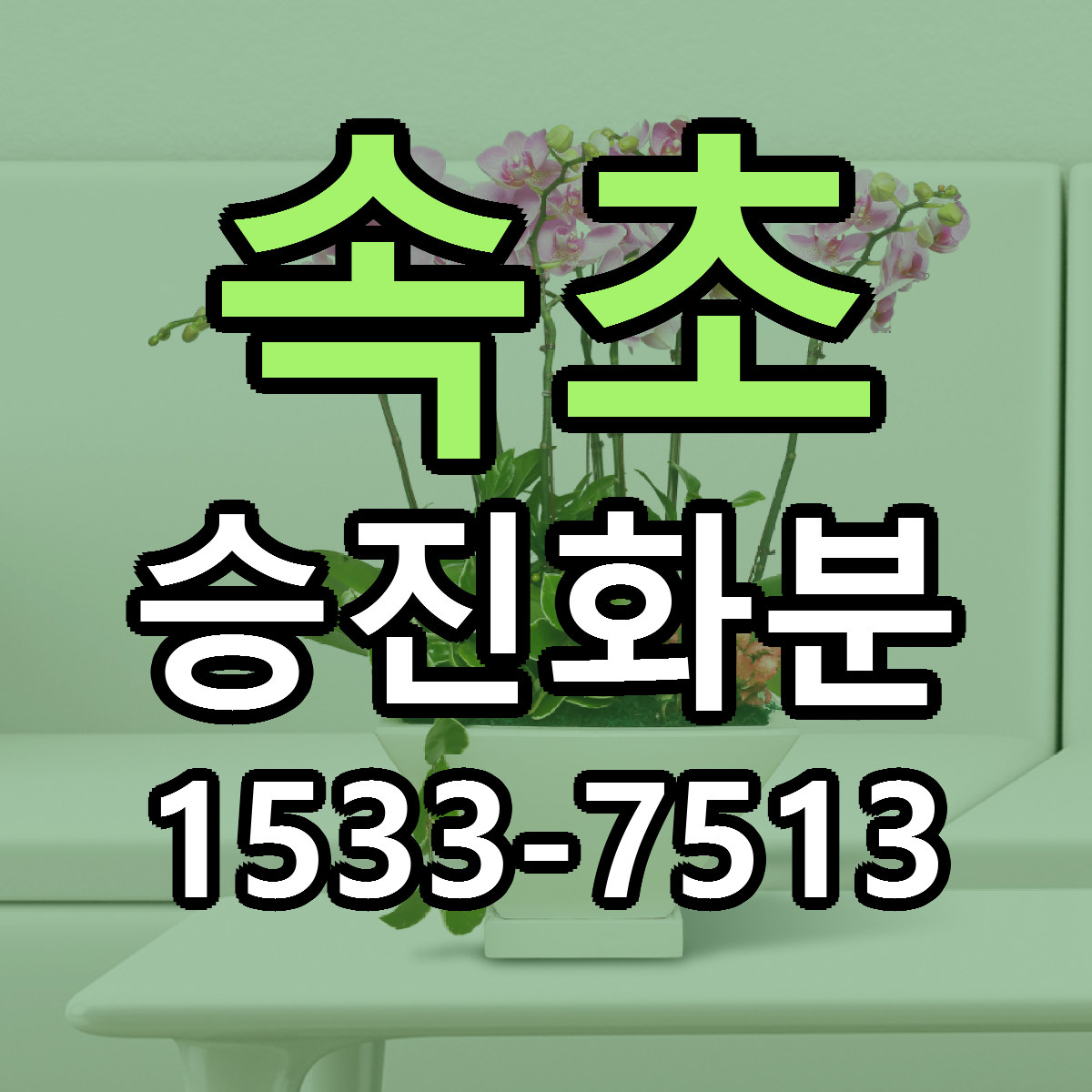 속초 승진화분 당일배송 빠른배송 싼곳 찾기