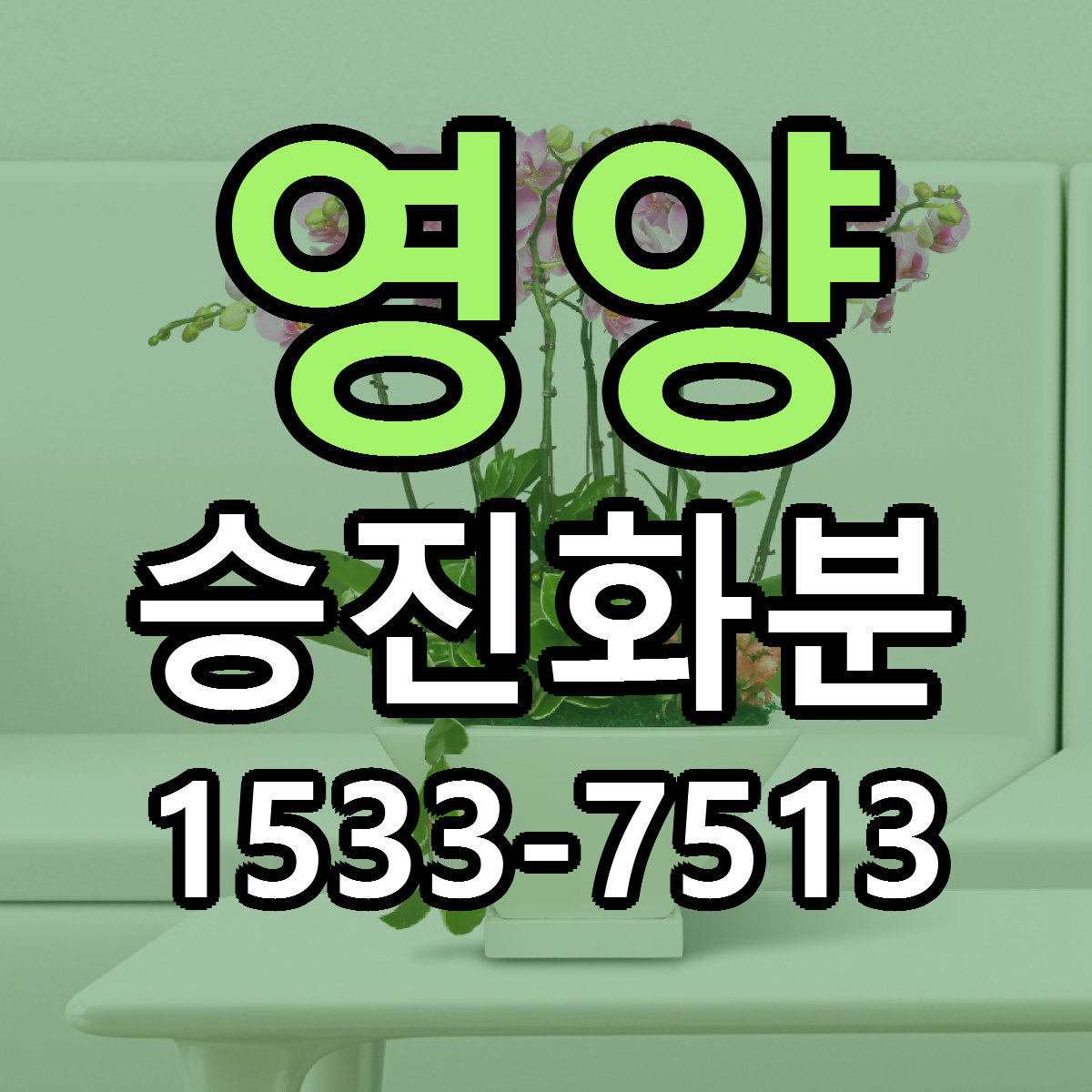 영양 승진화분 가격 만족 저렴한곳 리본문구 작성