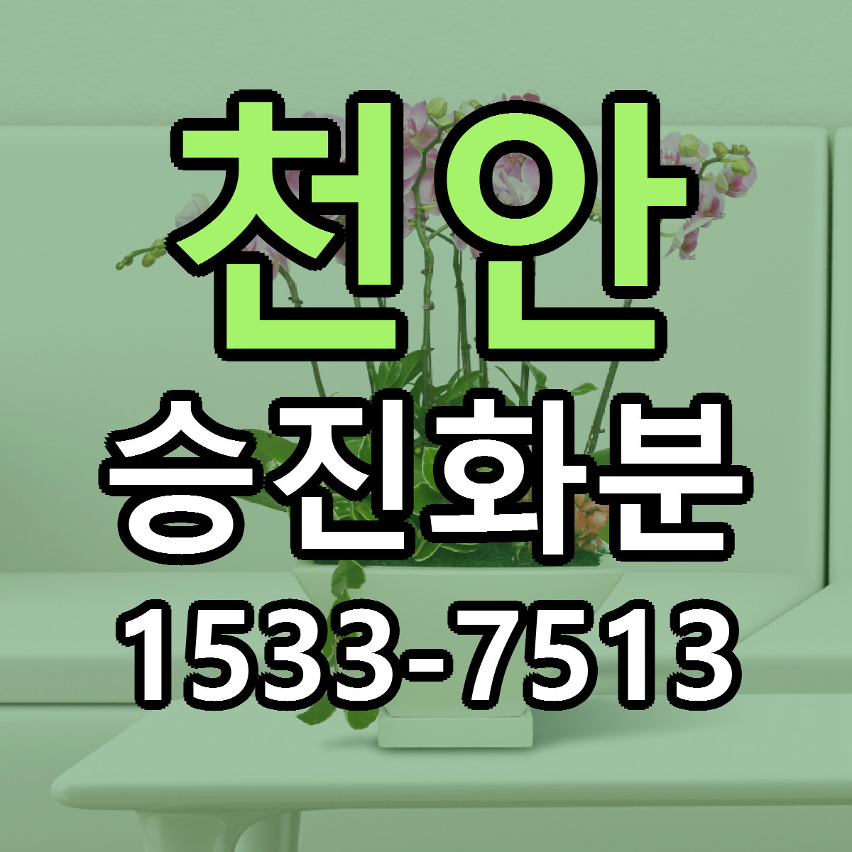 천안 승진화분 빠른배송 리본문구 가격 알뜰 비교