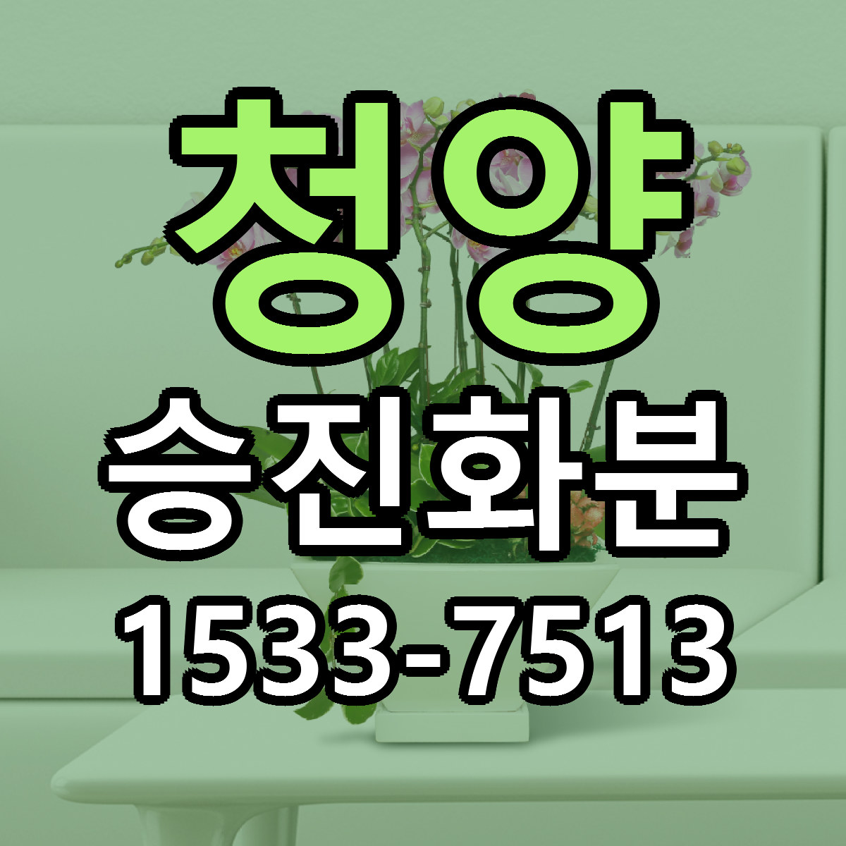 청양 승진화분 빠른배송 리본문구 가격 알뜰 비교