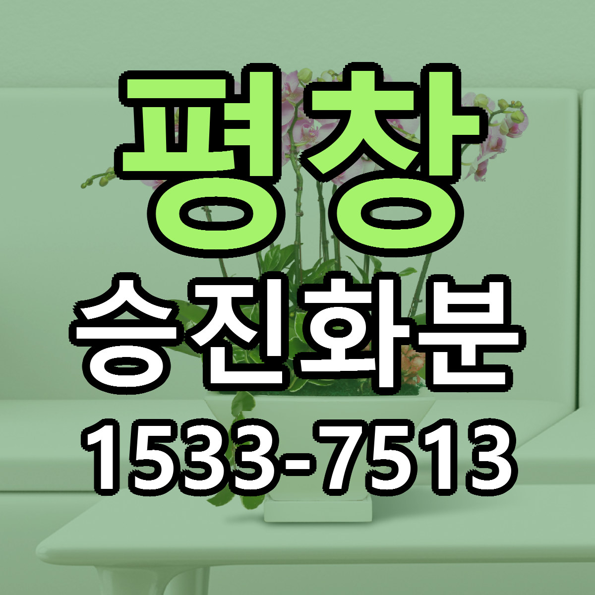 평창 승진화분 빠른배송 저렴한곳 가격 정리