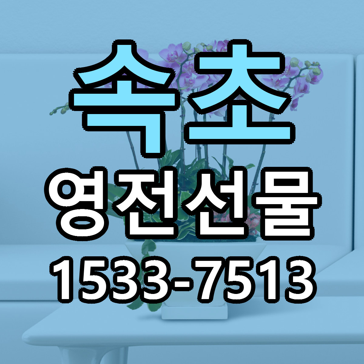 속초 영전선물 당일배송 근처꽃집 싼곳 비교
