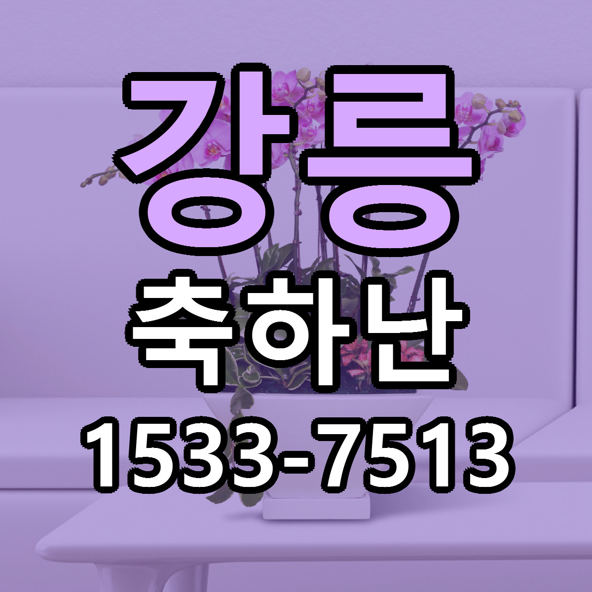 강릉 축하난 근처꽃집 가격 저렴한곳 안내