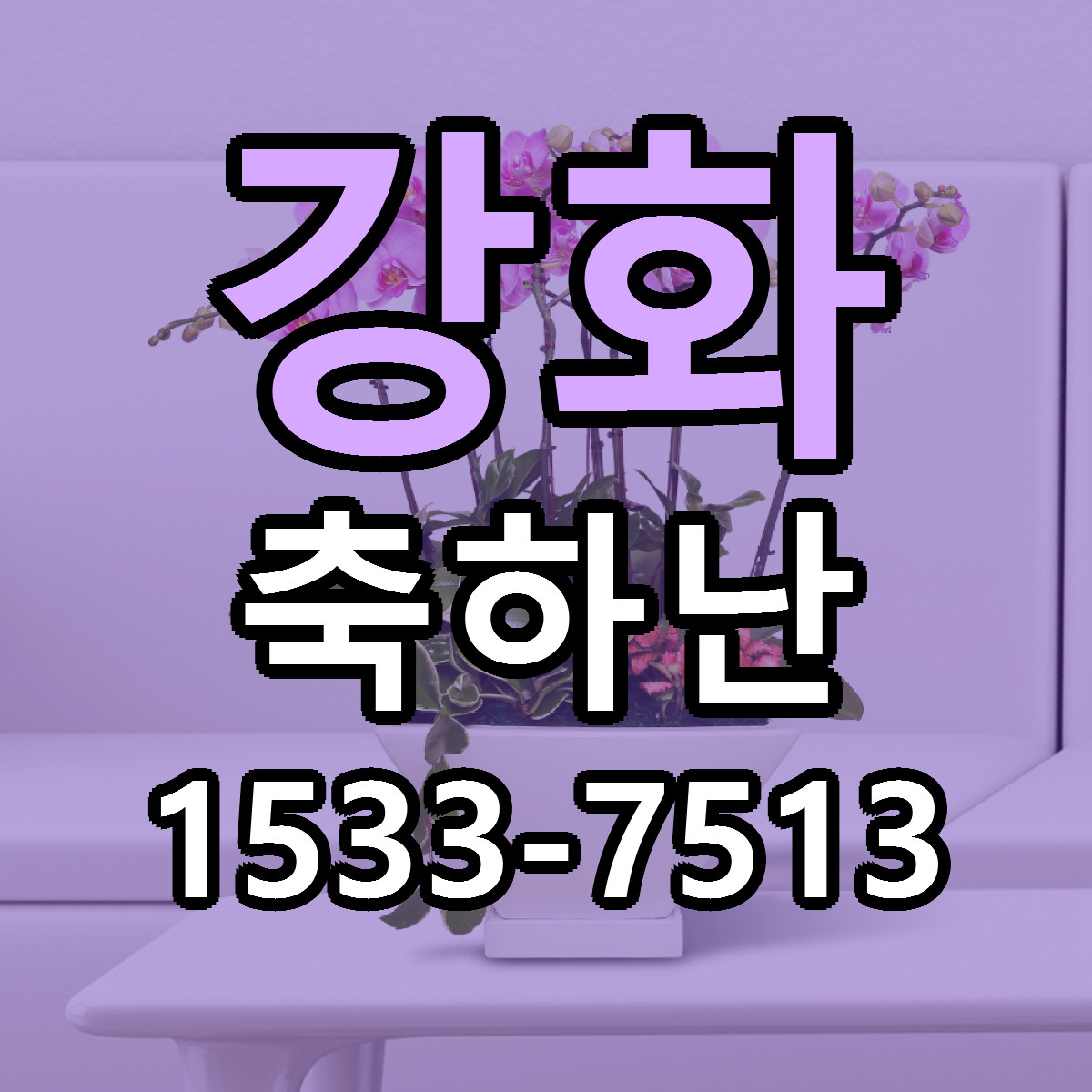 강화 축하난 가격 착한 싼곳 당일배송 안내