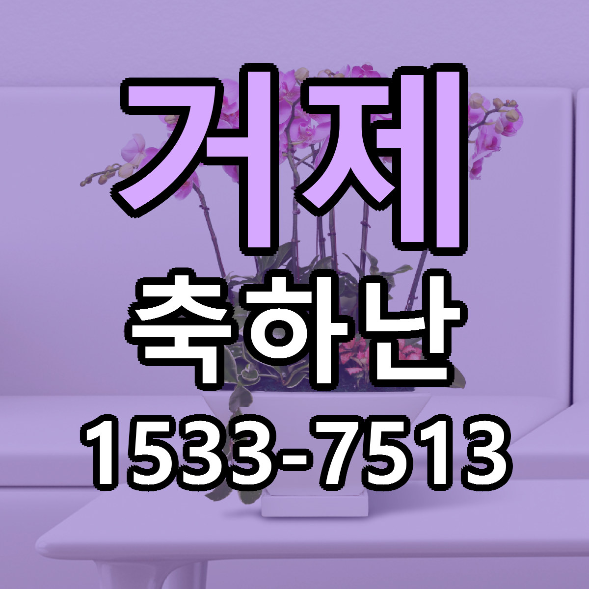 거제 축하난 빠른배송 저렴한곳 가격 정리