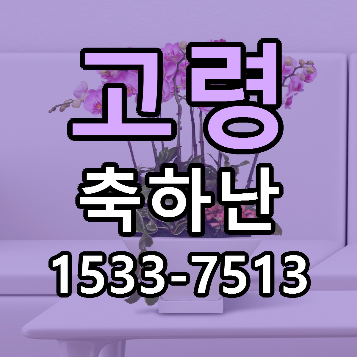 고령 축하난 당일배송 가격 저렴한곳 추천