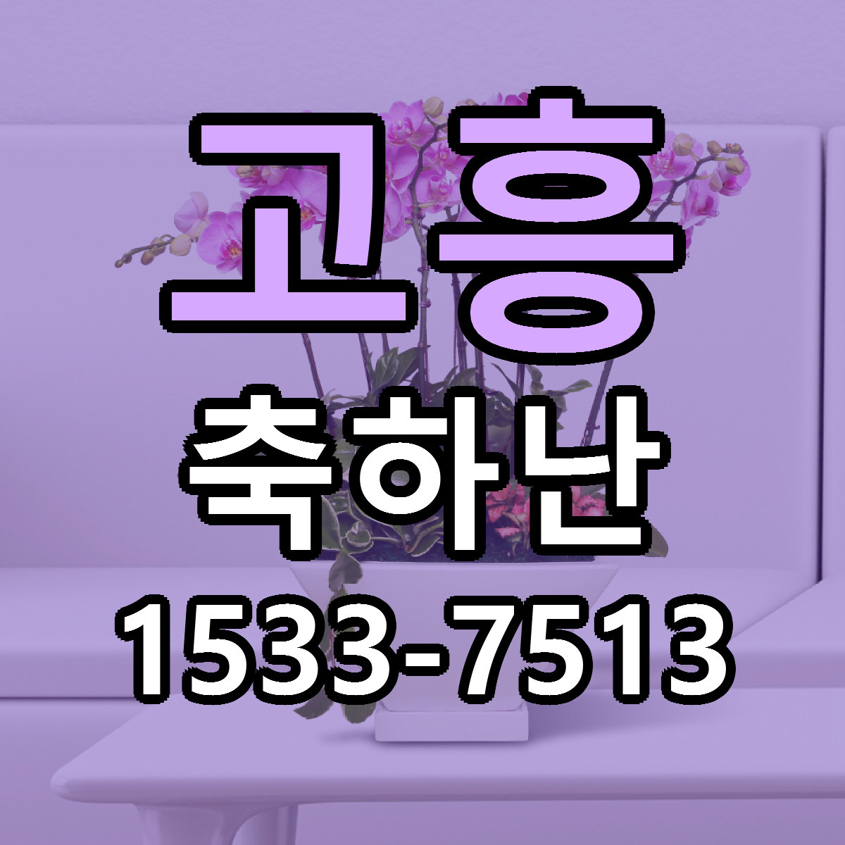 고흥 축하난 당일배송 가격 저렴한곳 추천