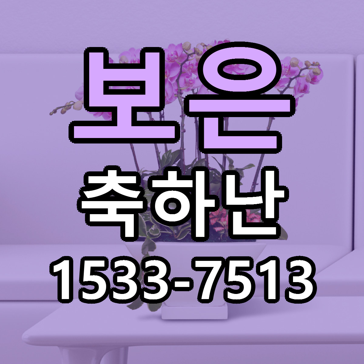 보은 축하난 싼곳 빠른배송 리본문구 무료