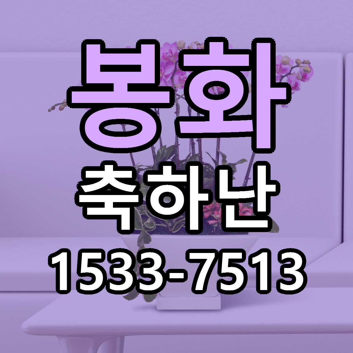봉화 축하난 근처꽃집 당일배송 가격 안내