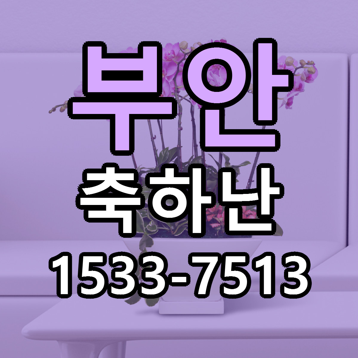 부안 축하난 근처꽃집 빠른배송 가격 문의