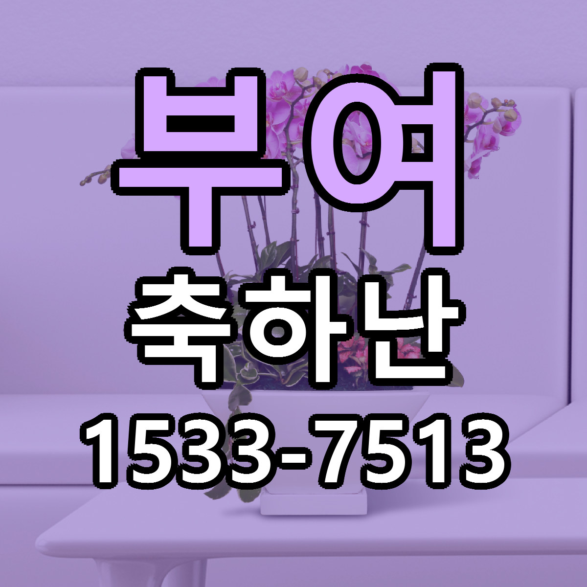 부여 축하난 빠른배송 가격 저렴한곳 찾기