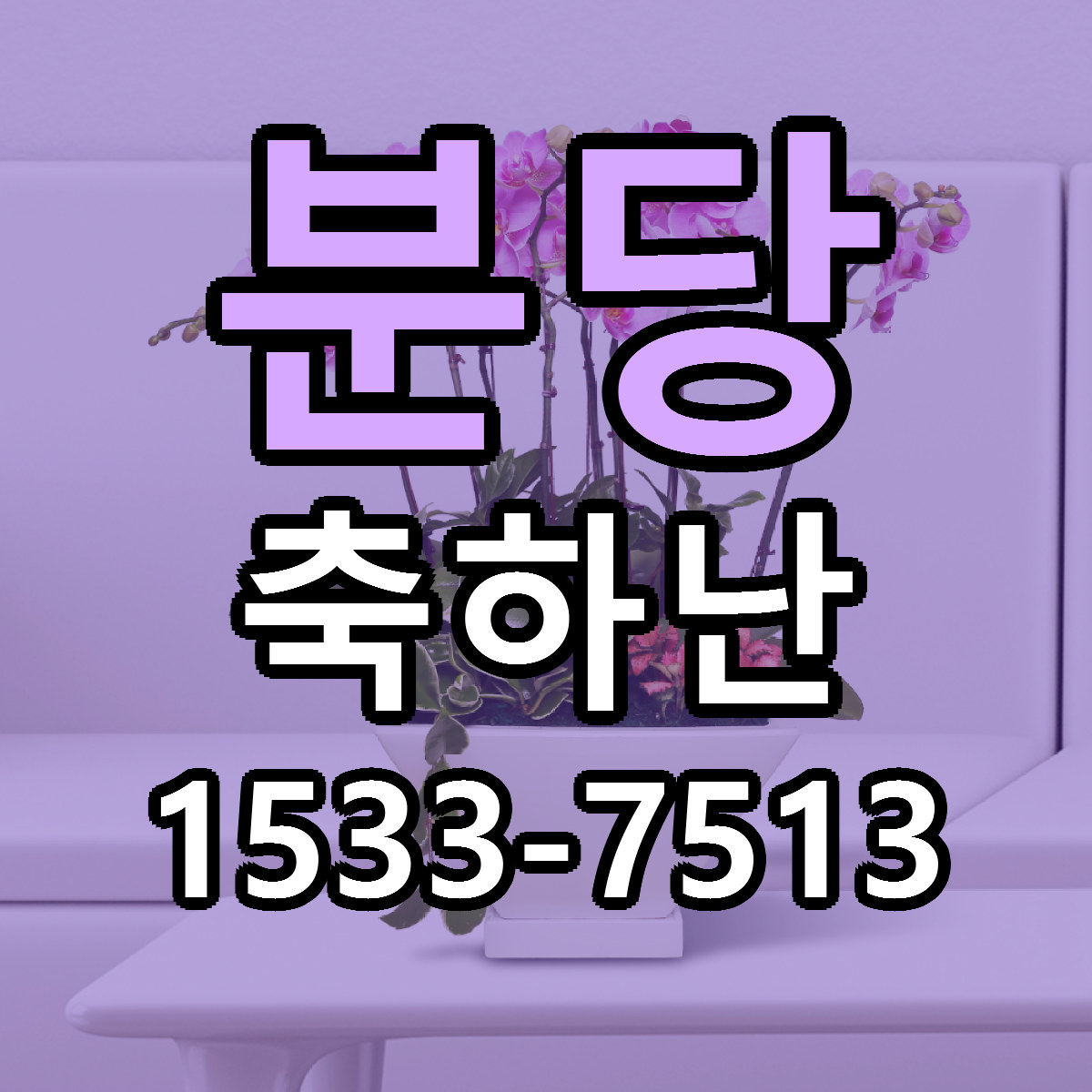 분당 축하난 당일배송 저렴한곳 리본문구 추천