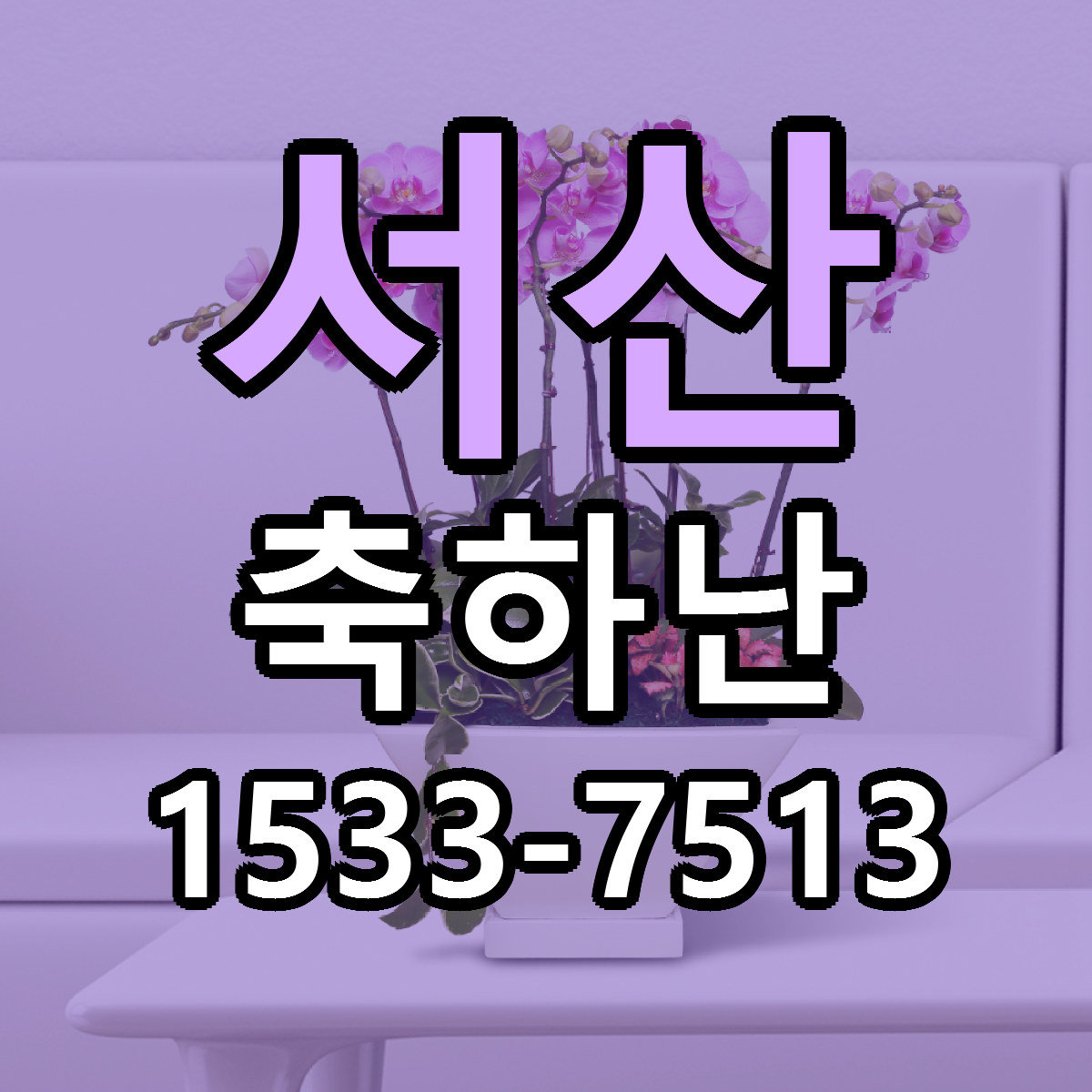 서산 축하난 빠른배송 싼곳 가격 문의