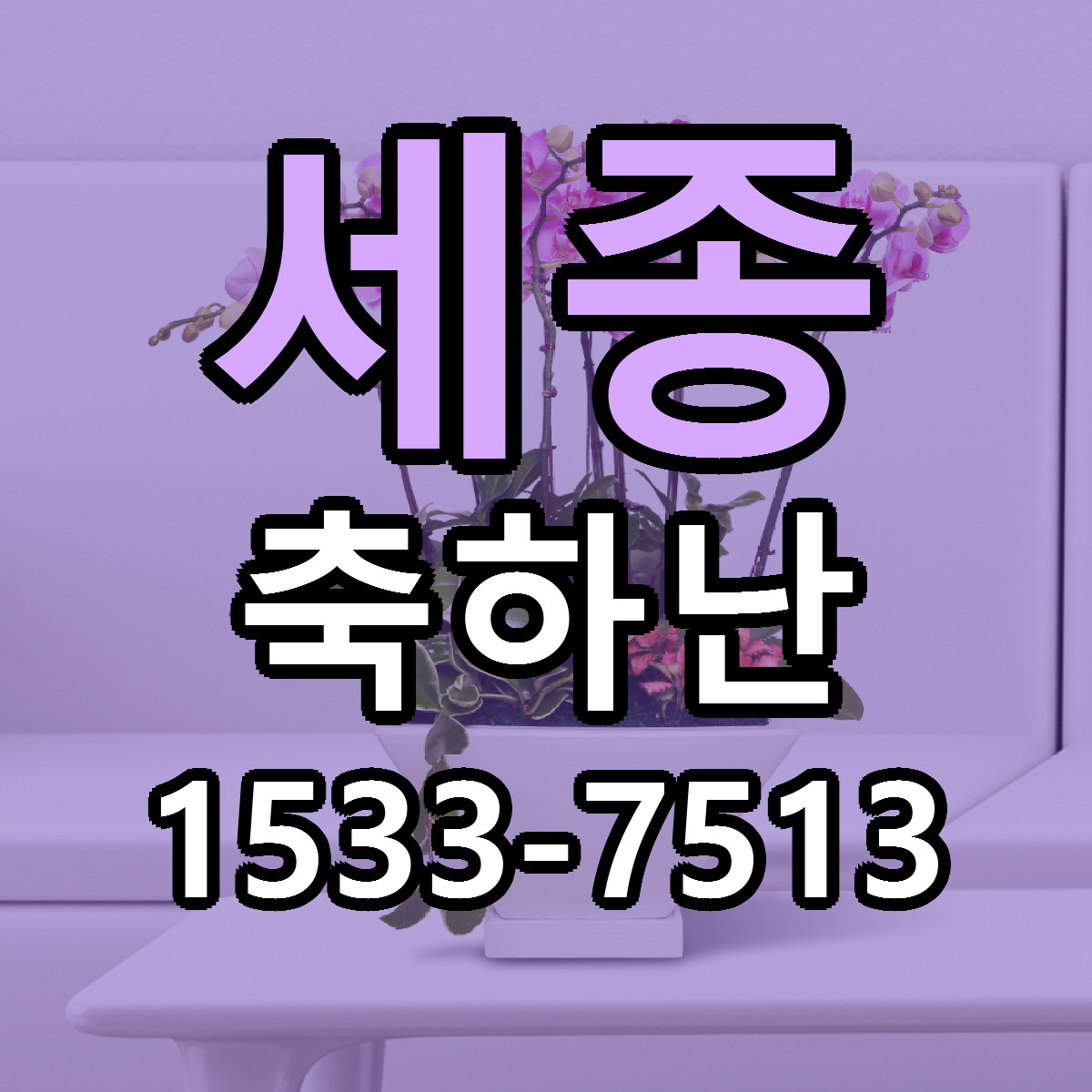 세종 축하난 근처꽃집 당일배송 싼곳 추천
