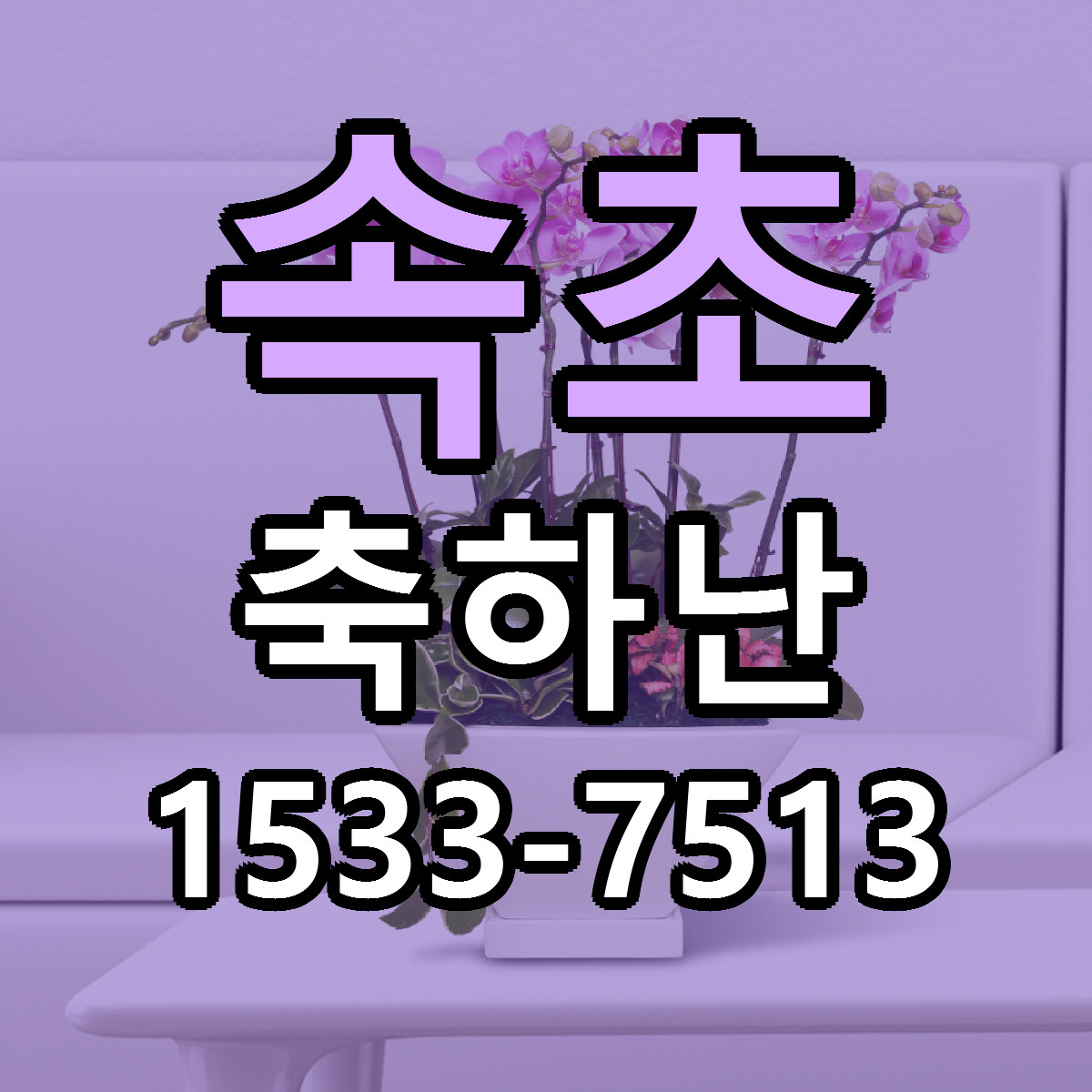 속초 축하난 저렴한곳 당일배송 가격 만족