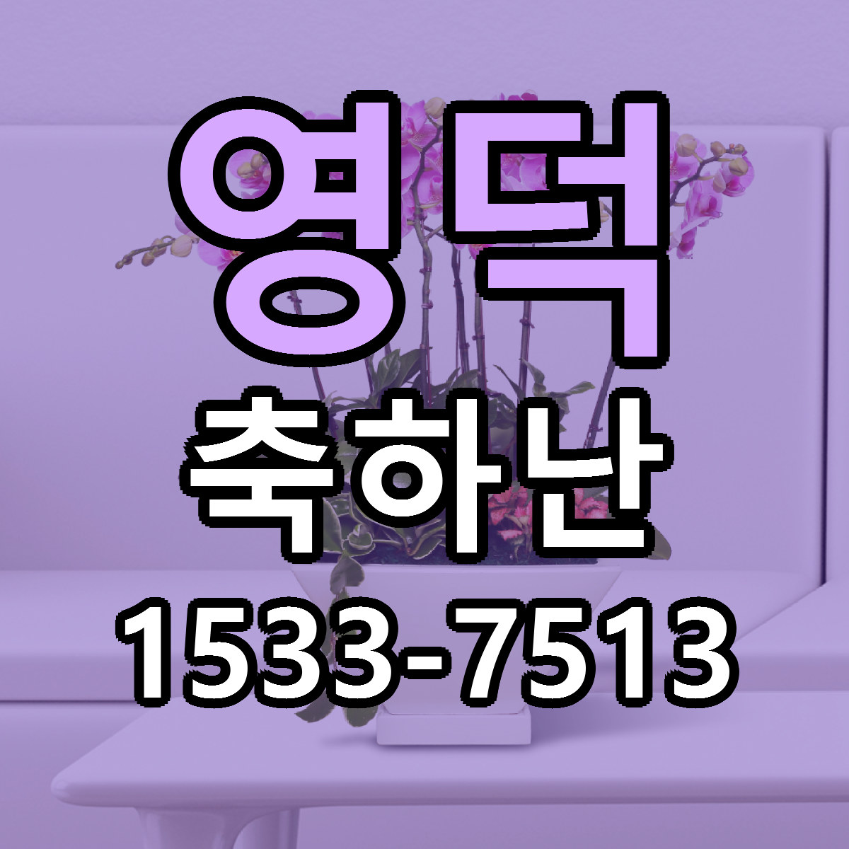 영덕 축하난 빠른배송 리본문구 가격 알뜰 비교