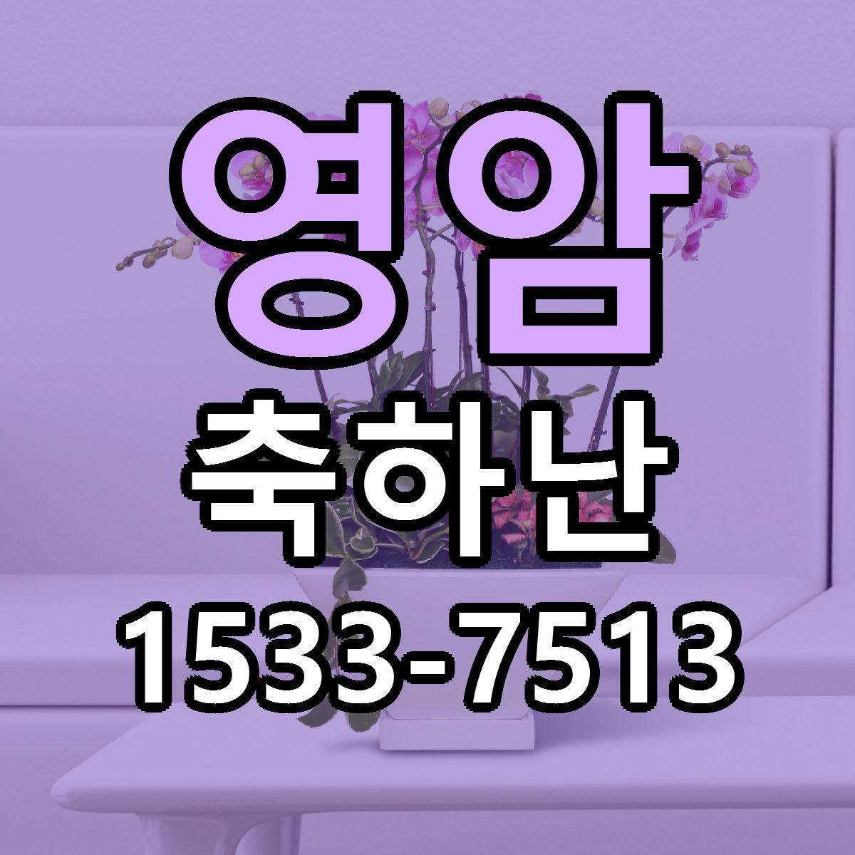 영암 축하난 당일배송 근처꽃집 싼곳 비교
