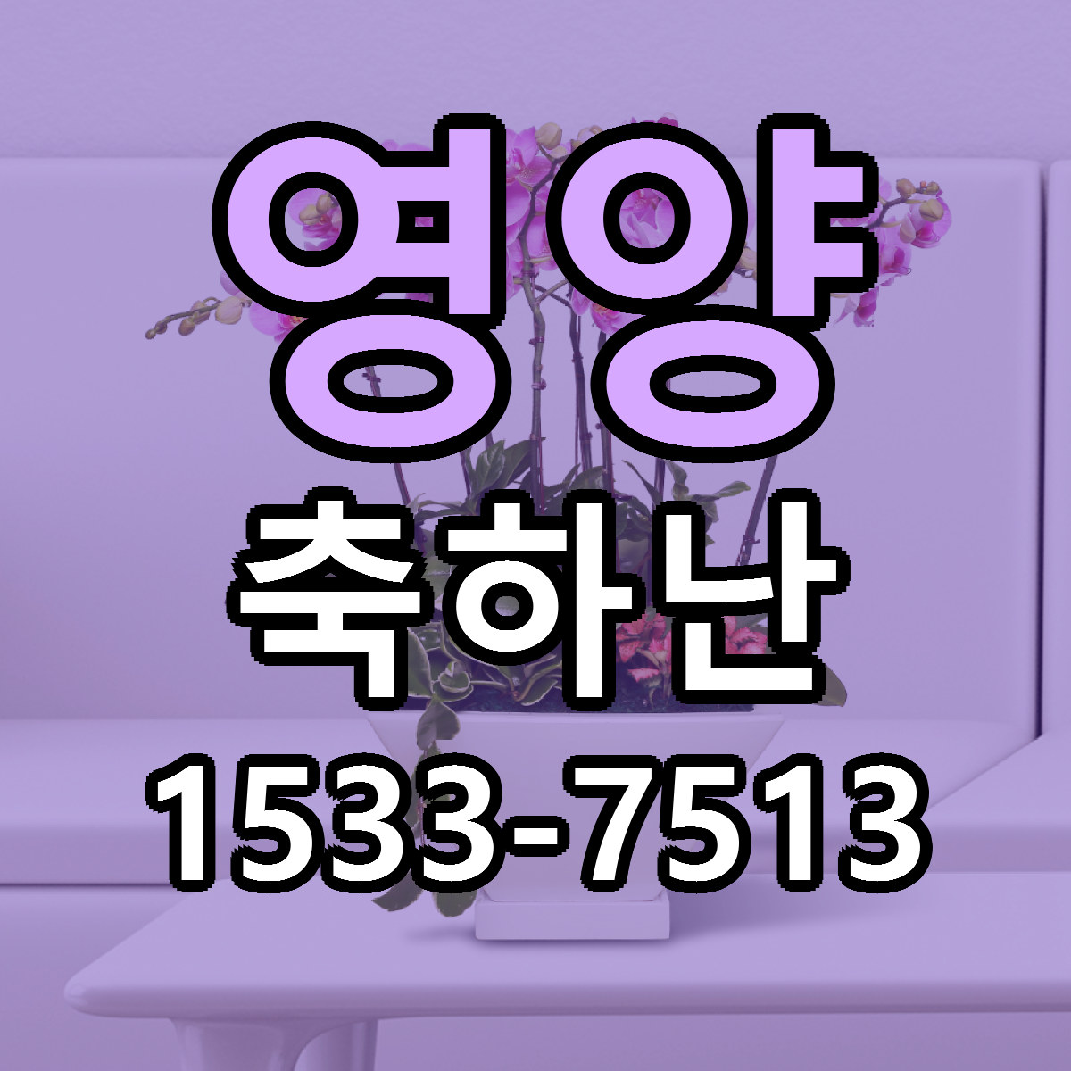 영양 축하난 빠른배송 가격 저렴한곳 찾기