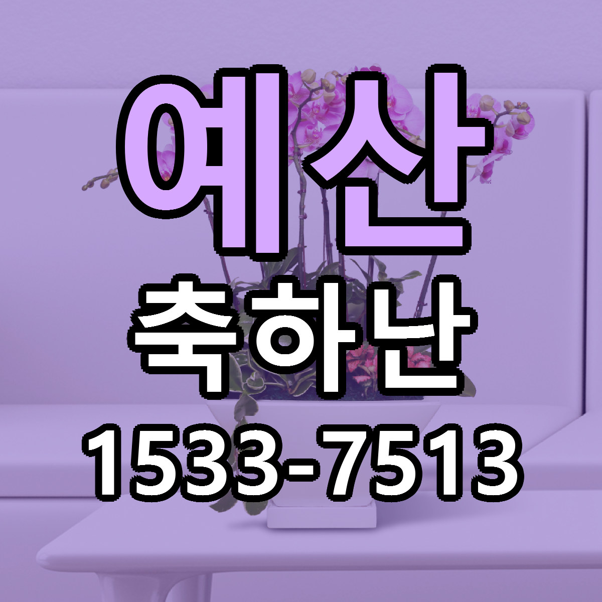 예산 축하난 빠른배송 저렴한곳 가격 정리