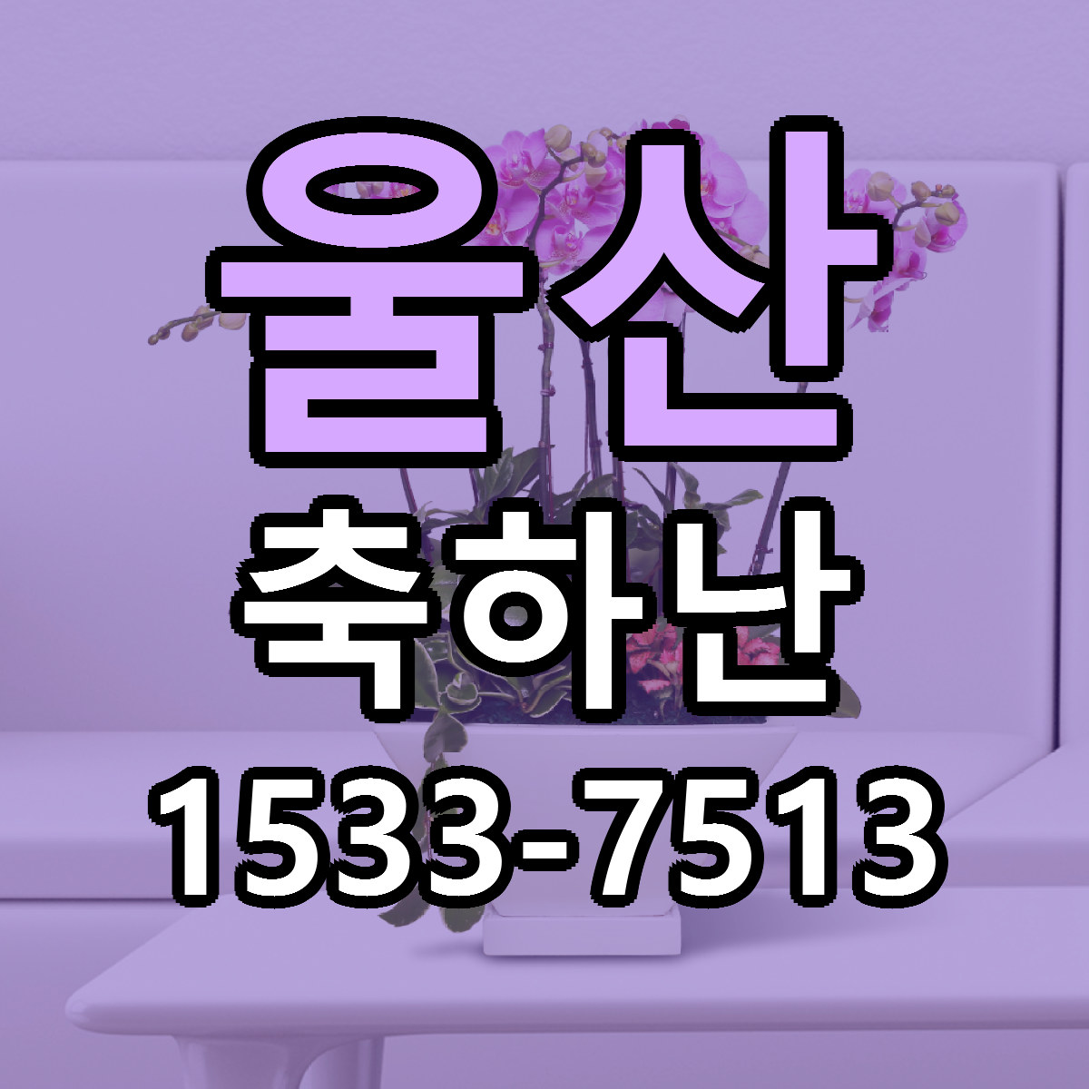 울산 축하난 빠른배송 근처꽃집 가격 비교