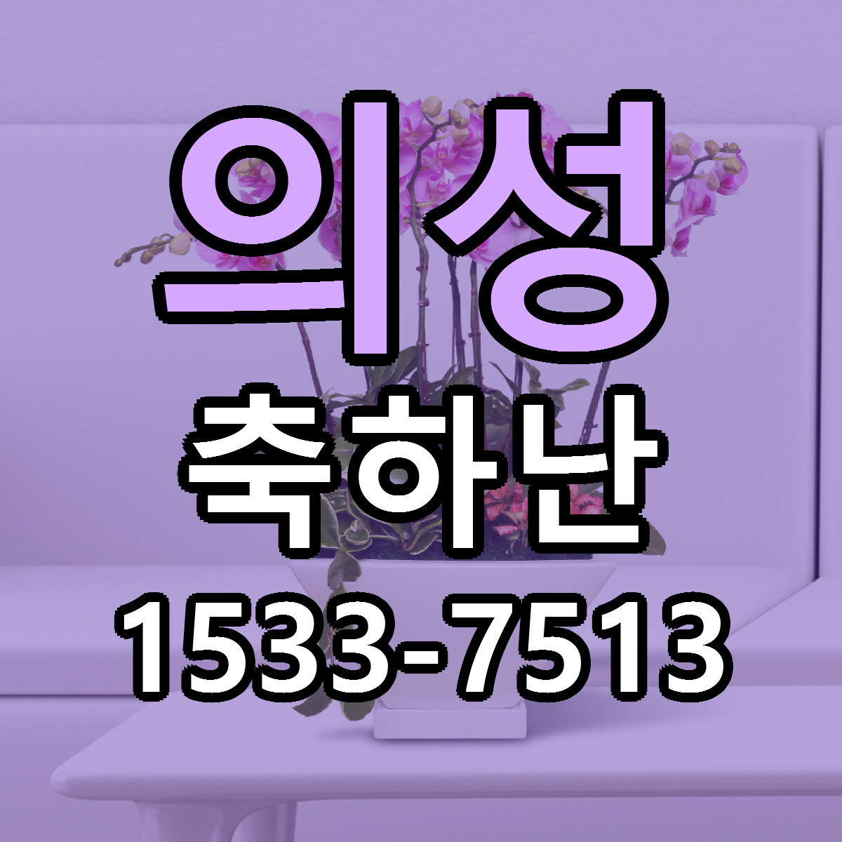 의성 축하난 저렴한곳 당일배송 근처꽃집 추천