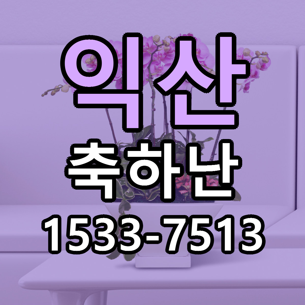 익산 축하난 당일배송 가격 저렴한곳 추천