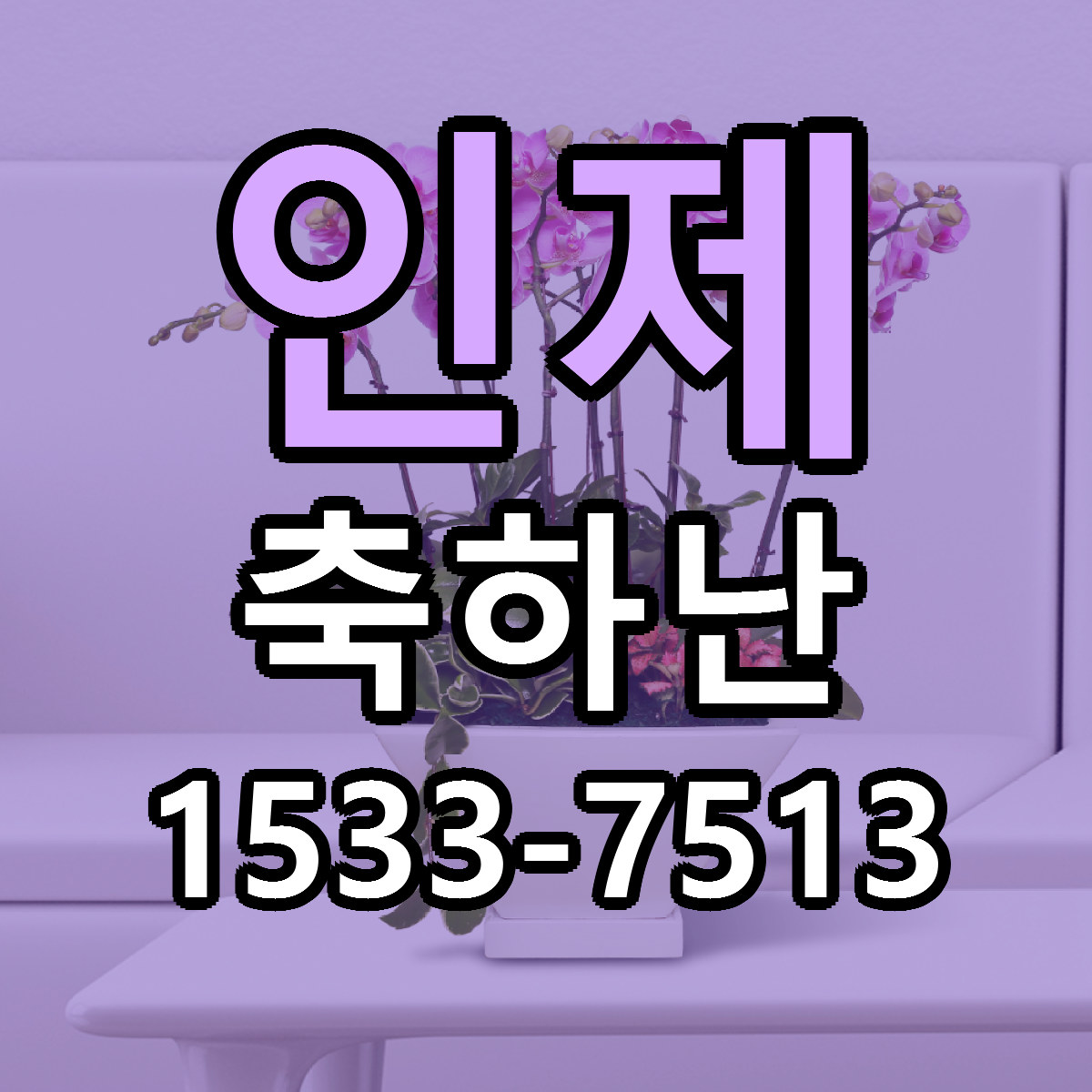 인제 축하난 근처꽃집 가격 저렴한곳 안내