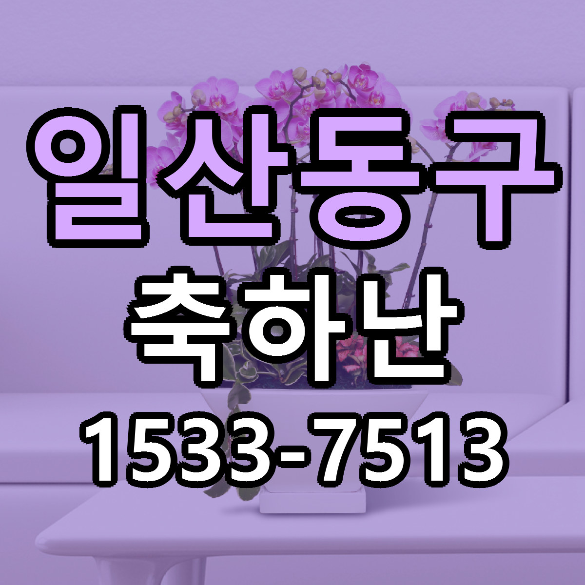 일산동구 축하난 가격 착한 싼곳 당일배송 안내