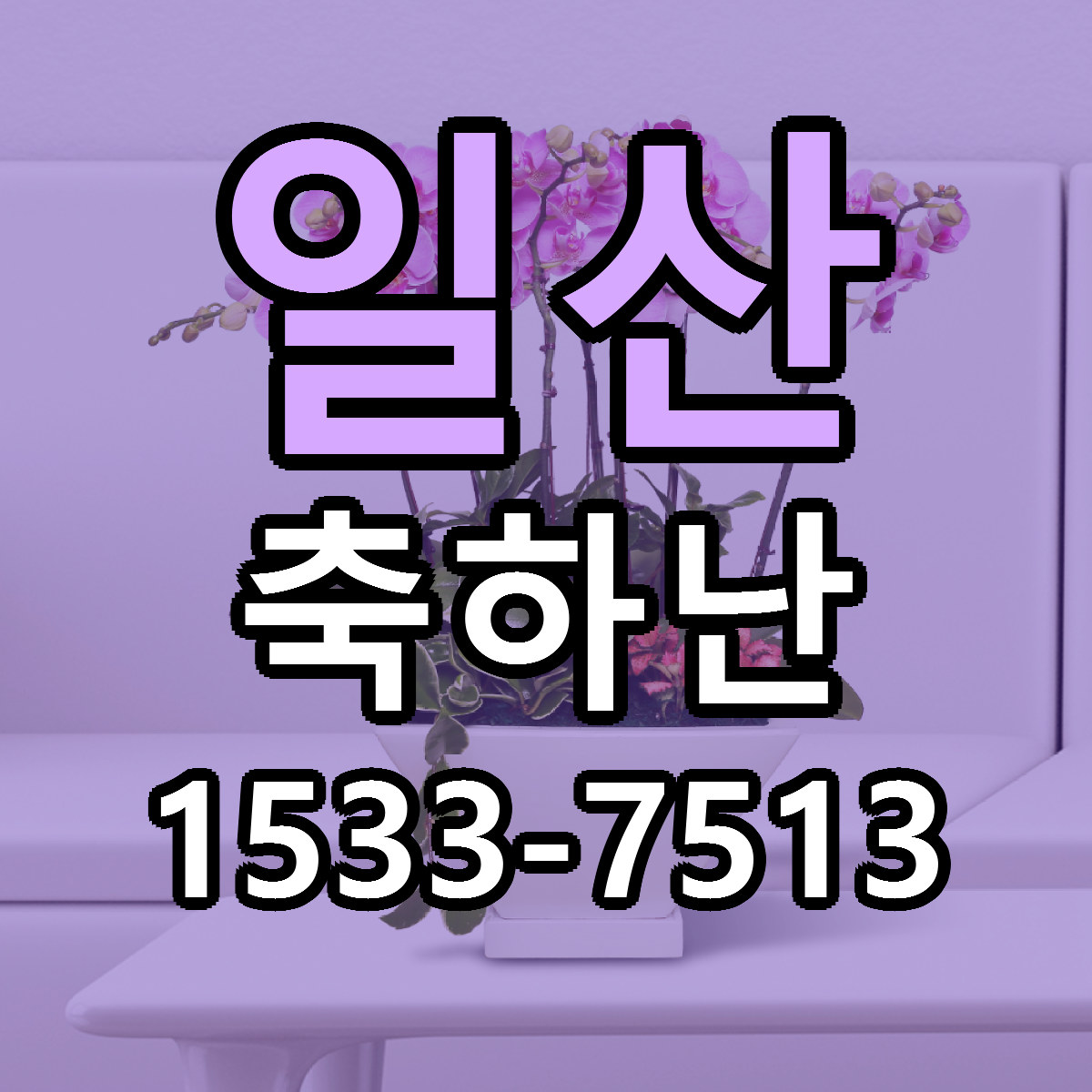 일산 축하난 빠른배송 가격 저렴한곳 찾기